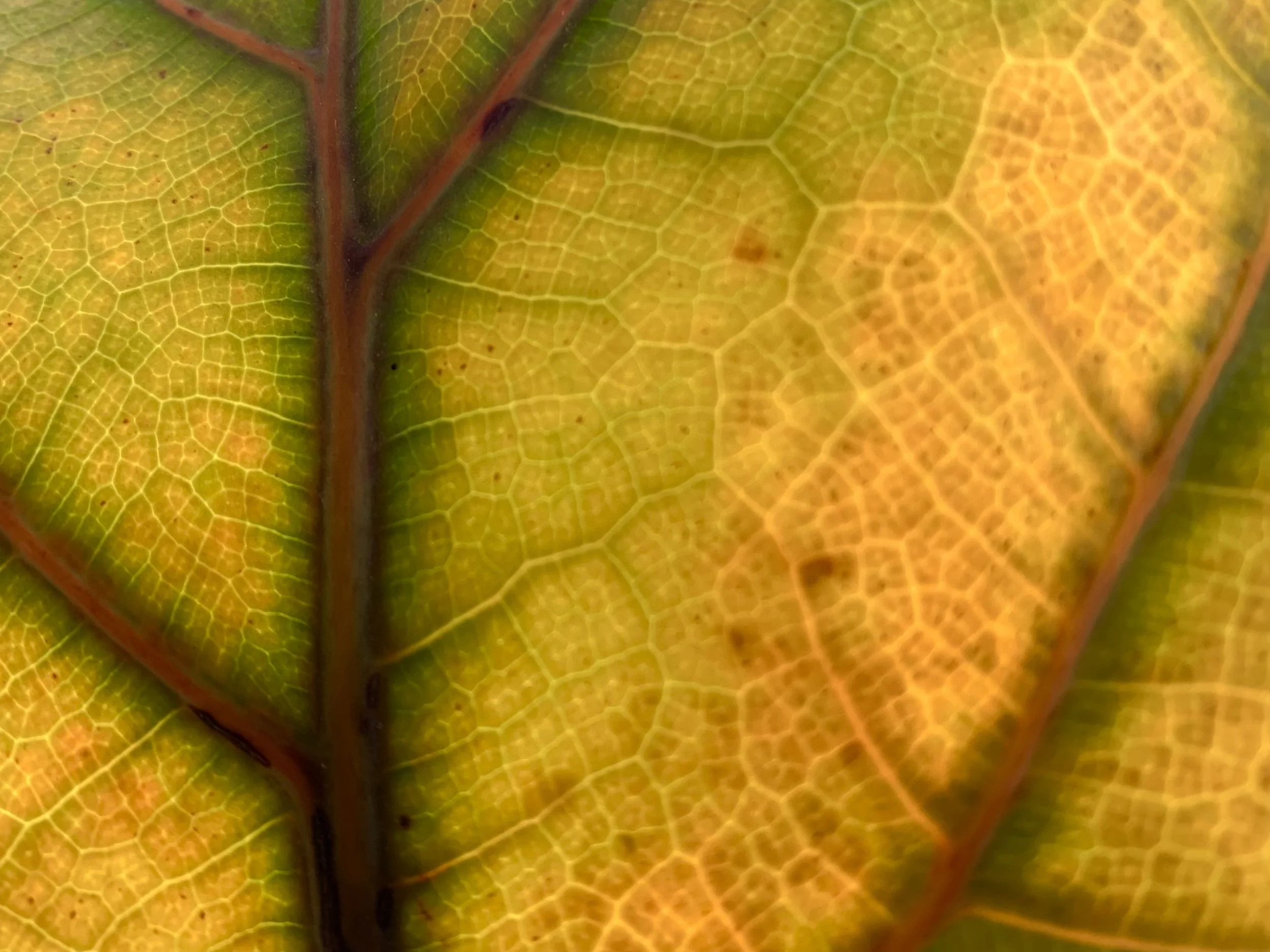 Close-up of a leaf with detailed yellow and green network of veins and reddish-brown edges.