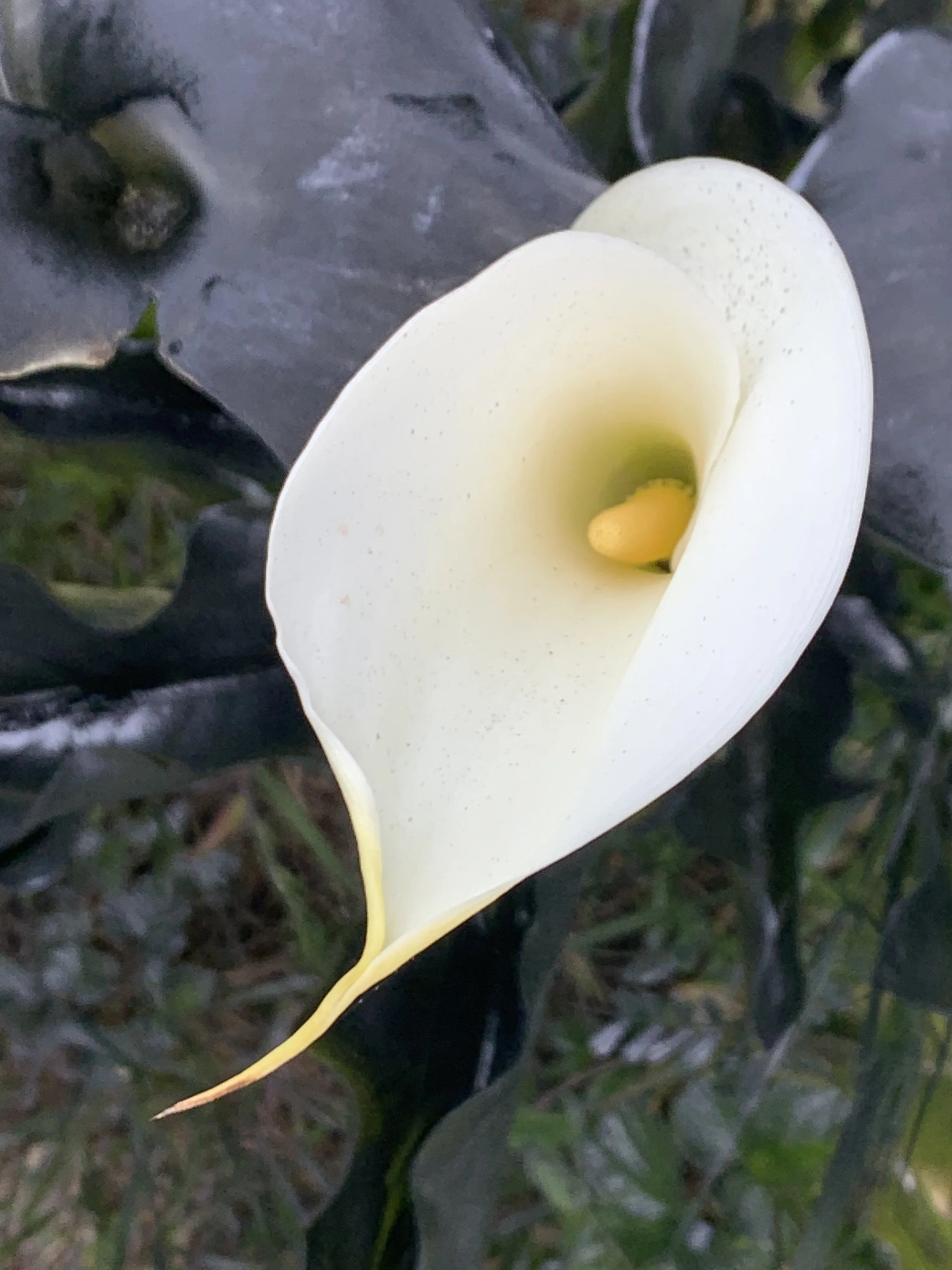 A white calla lily flower with a yellow spadix, surrounded by dark green leaves.