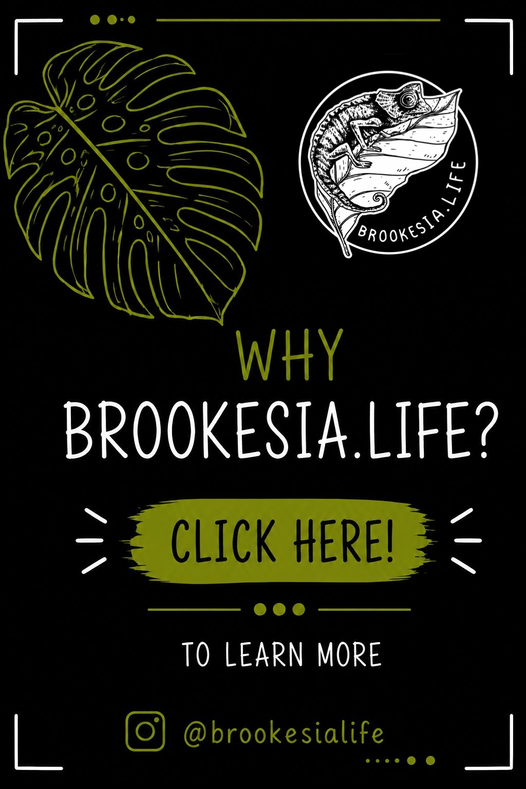 Why Brookesia.life?