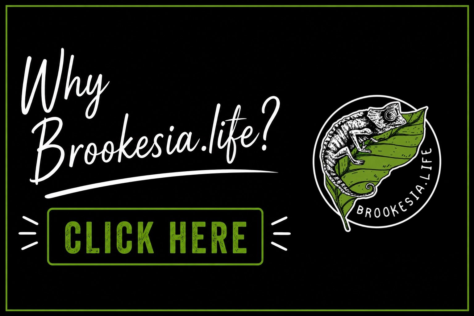 Why Brookesia.life?