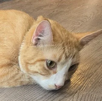 Close-up of an orange and white cat lying on a wooden floor