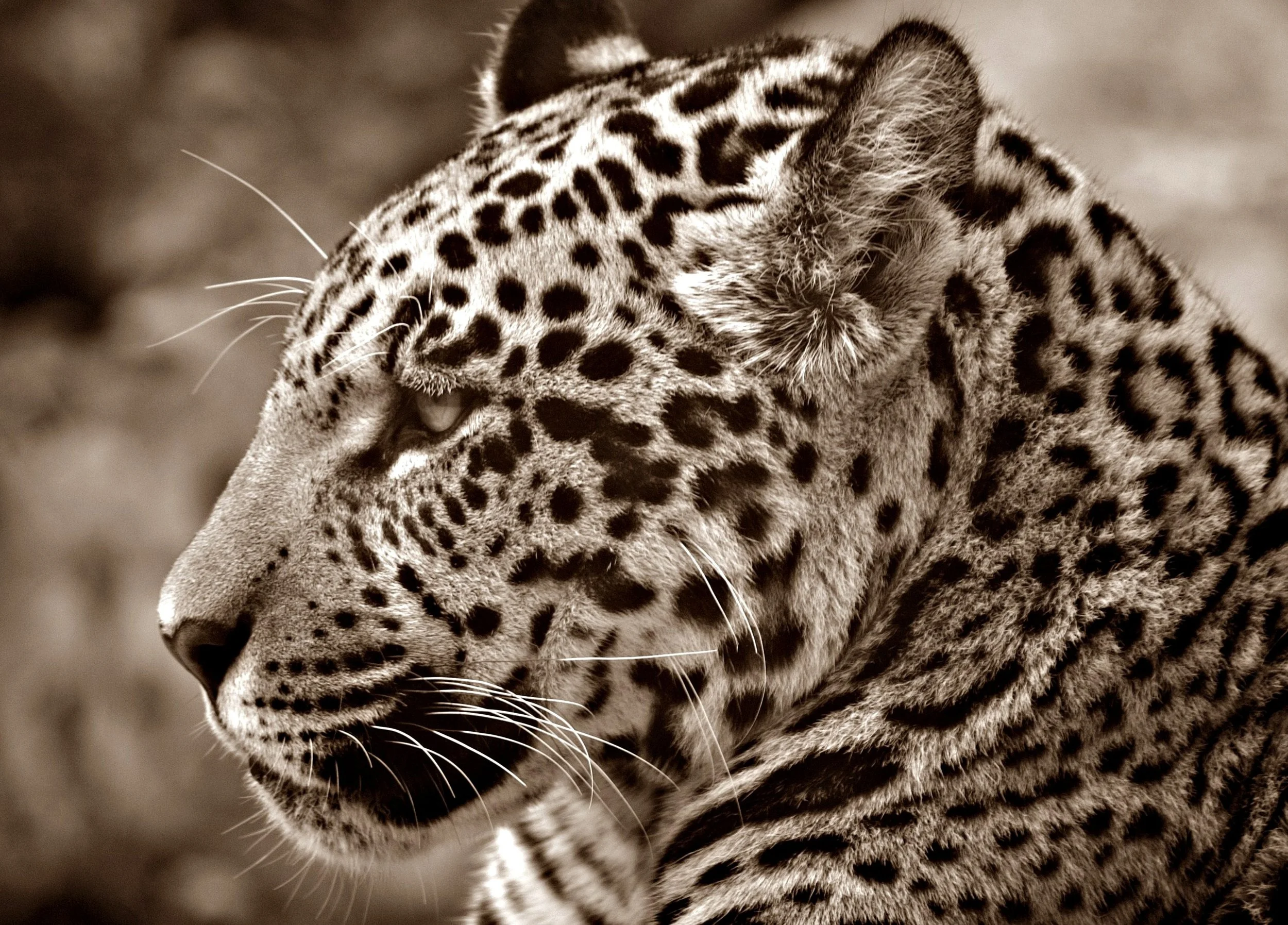 3342-jaguar-70026.jpg