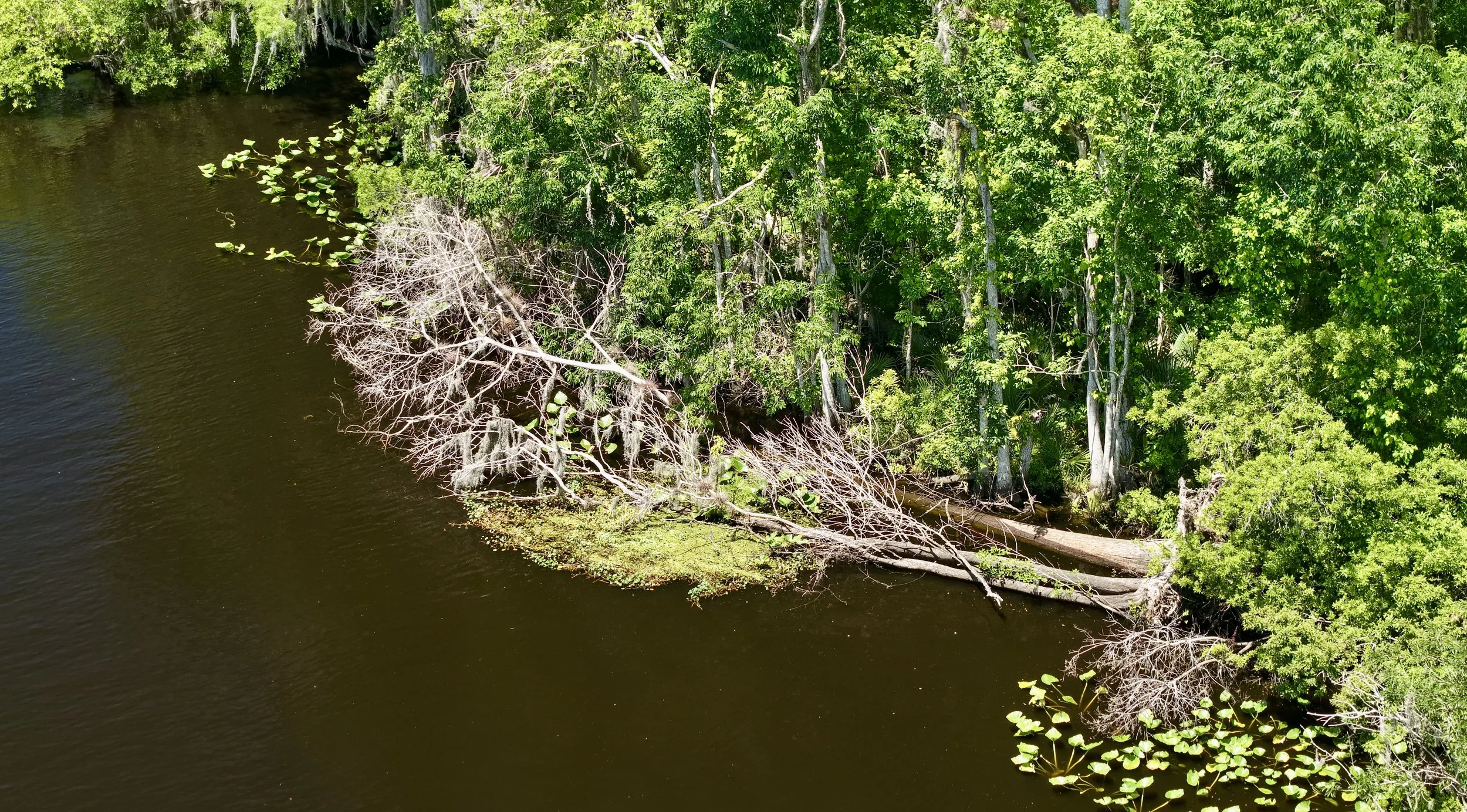 Aerial view of a riverbank with dense green trees and fallen branches over dark water.