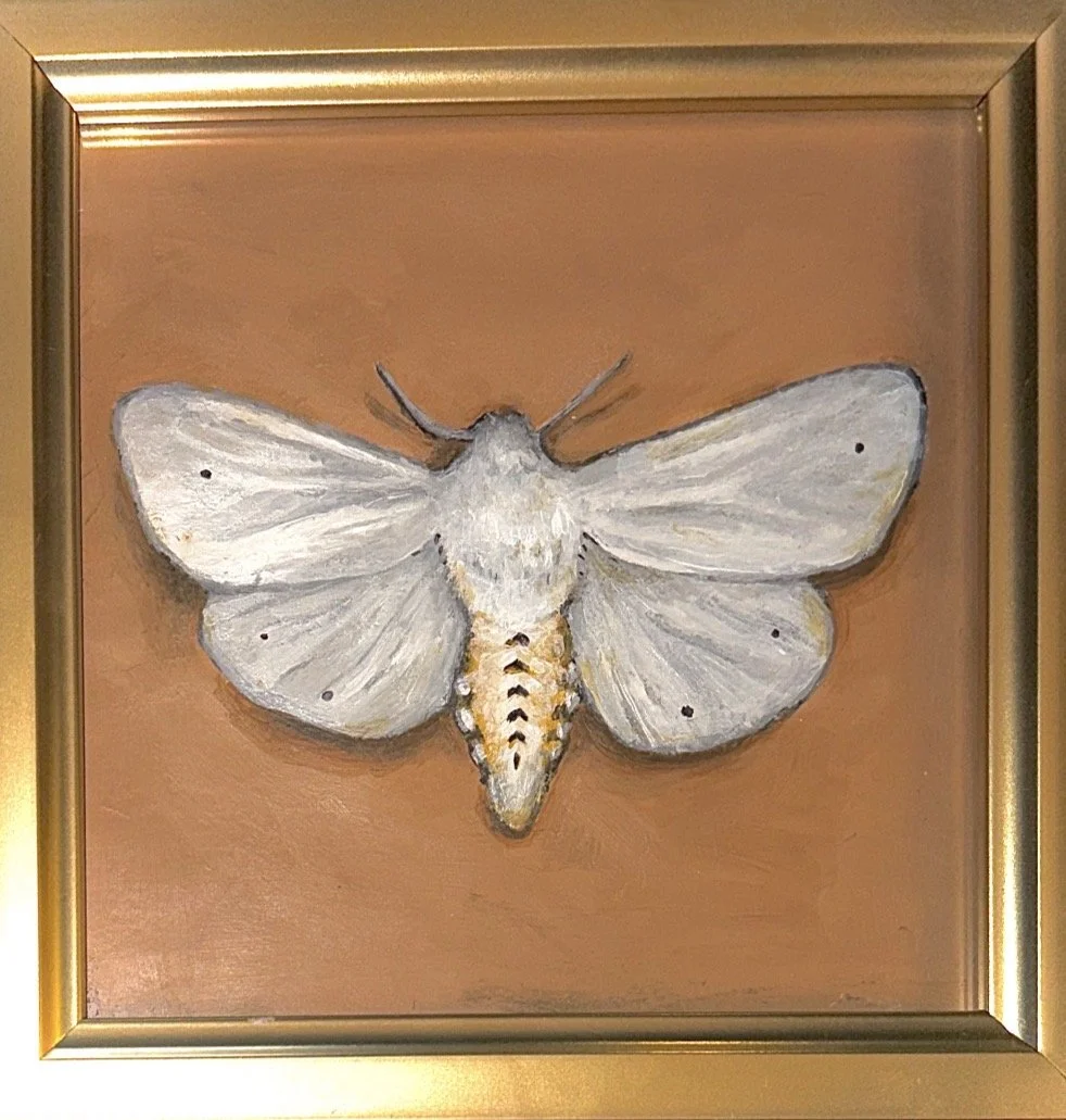 Found.
Suspended within a gilded frame, celebrating the elegance found in even the smallest forms of life. 