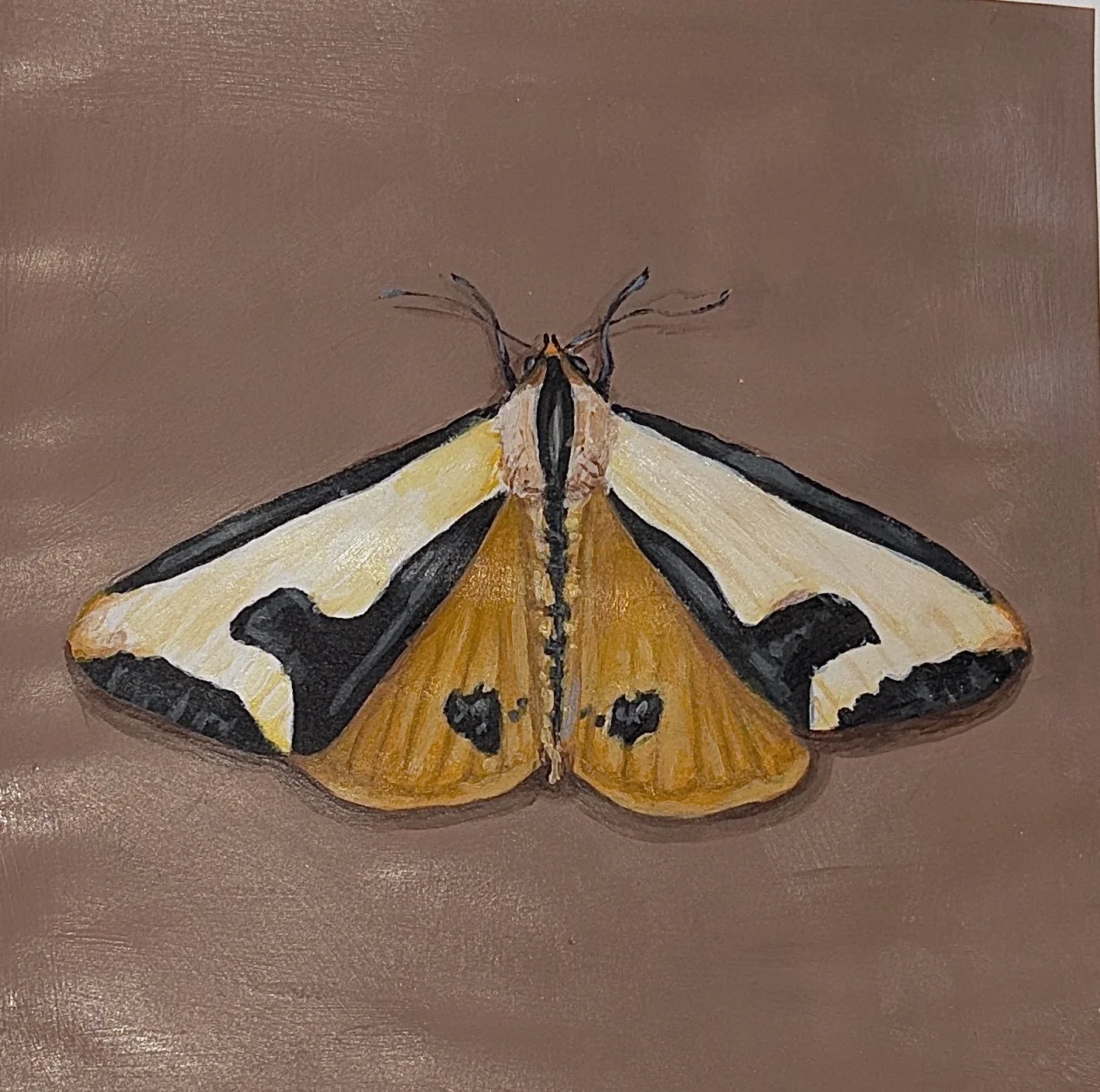 Burnished.
This moth caught my attention because of its unexpected contrast, soft earth tones interrupted by vivid gold and dramatic black markings. By isolating the insect from its surroundings, the focus shifts entirely to the complexity and crafts
