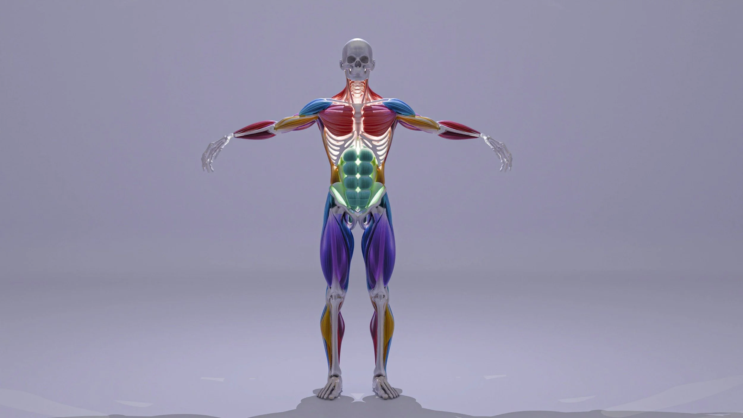 An anatomical illustration of a human body with muscles and internal organs visible, colored in vibrant shades including red, green, blue, yellow, and purple, set against a plain gray background.
