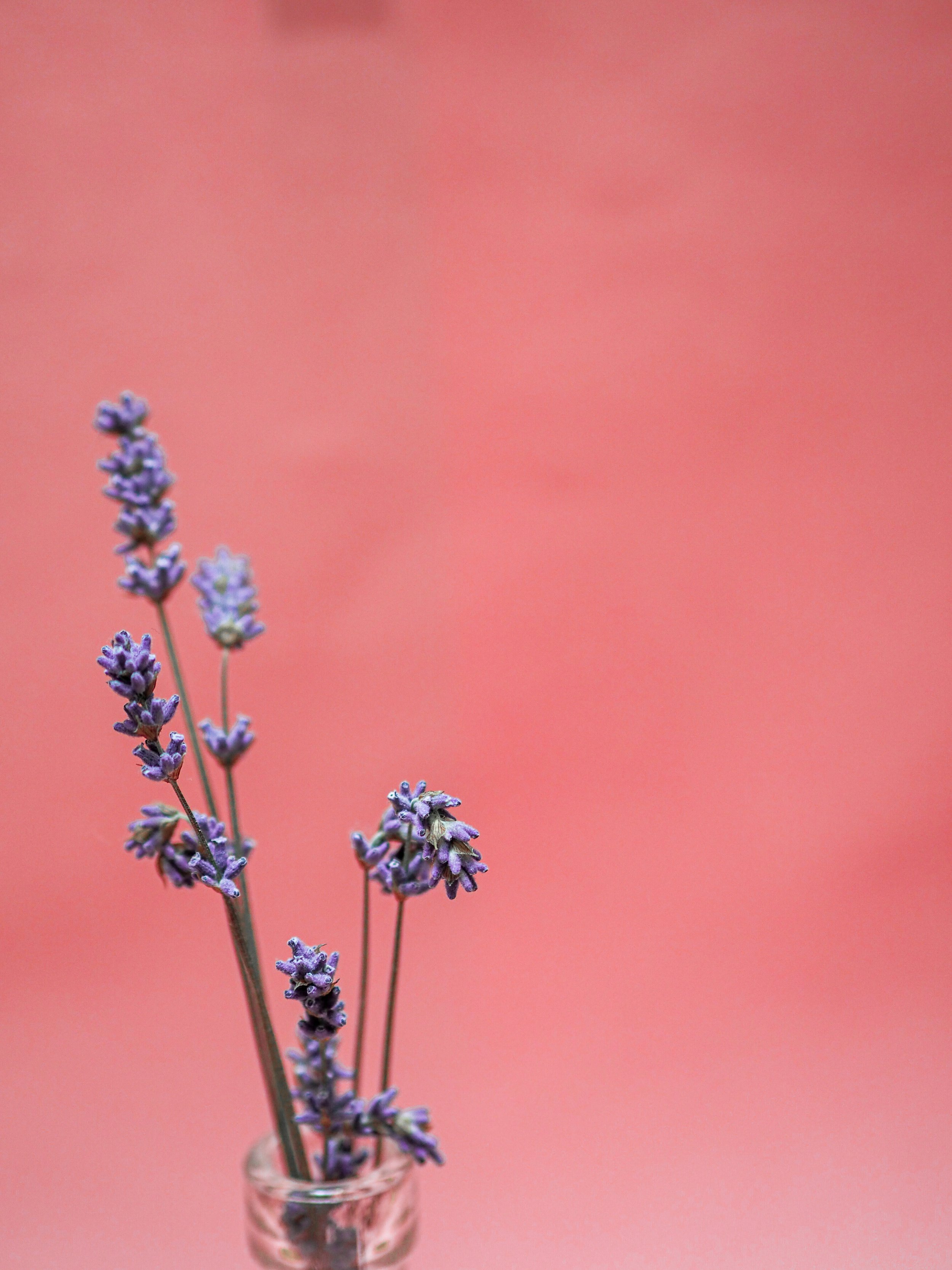 purple flower on pink background