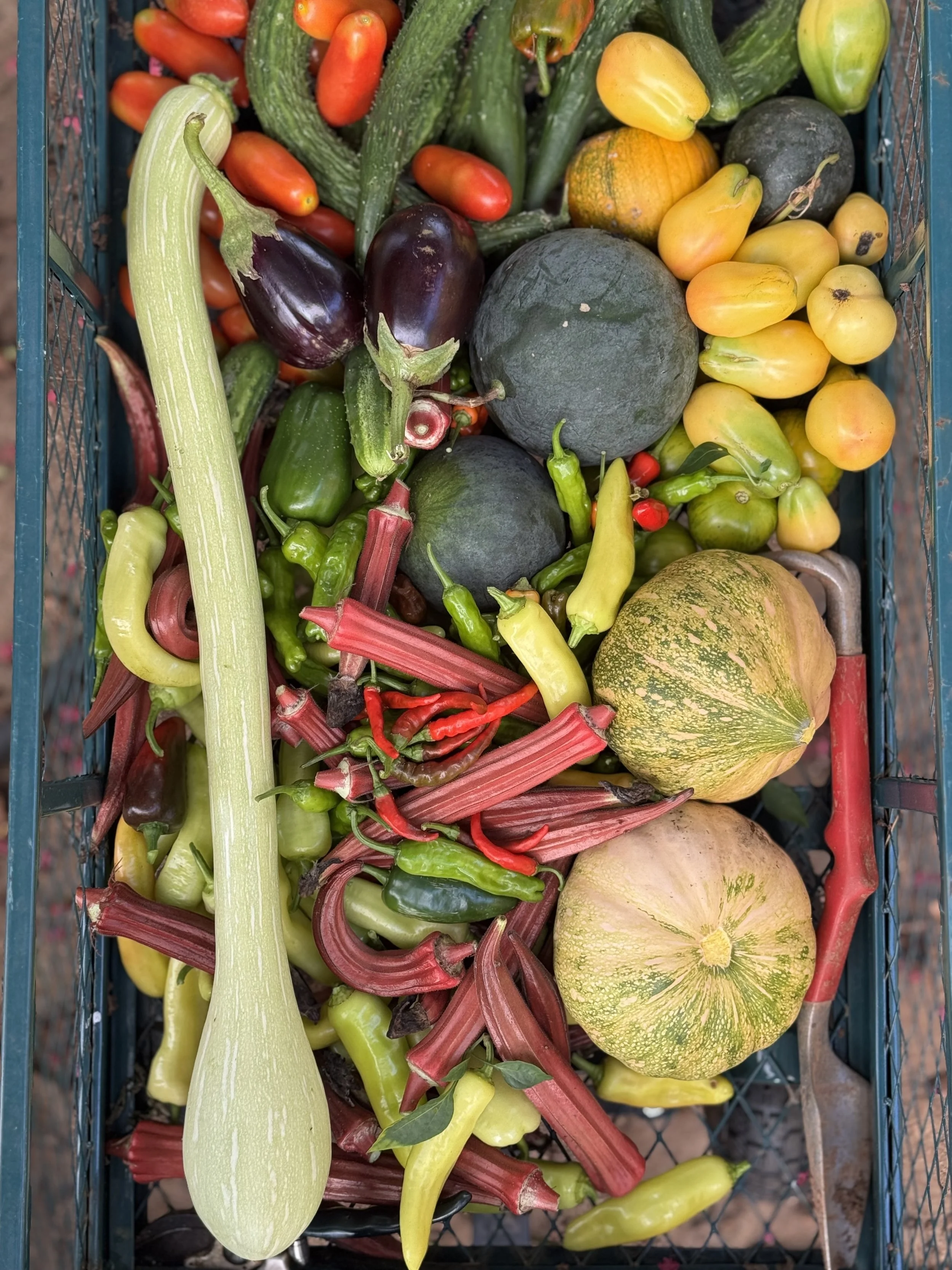 HARVEST.jpg