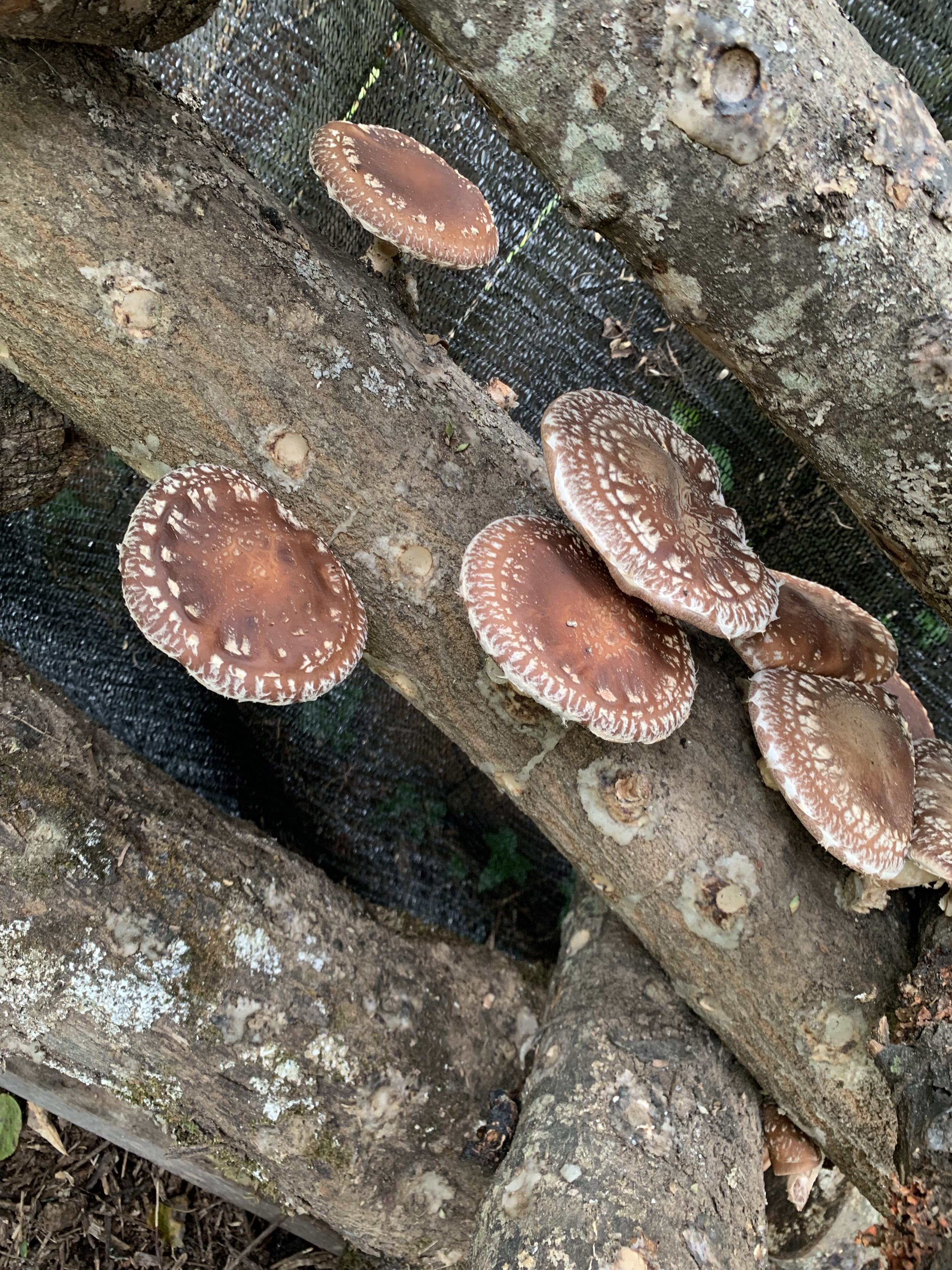Shrooms.png