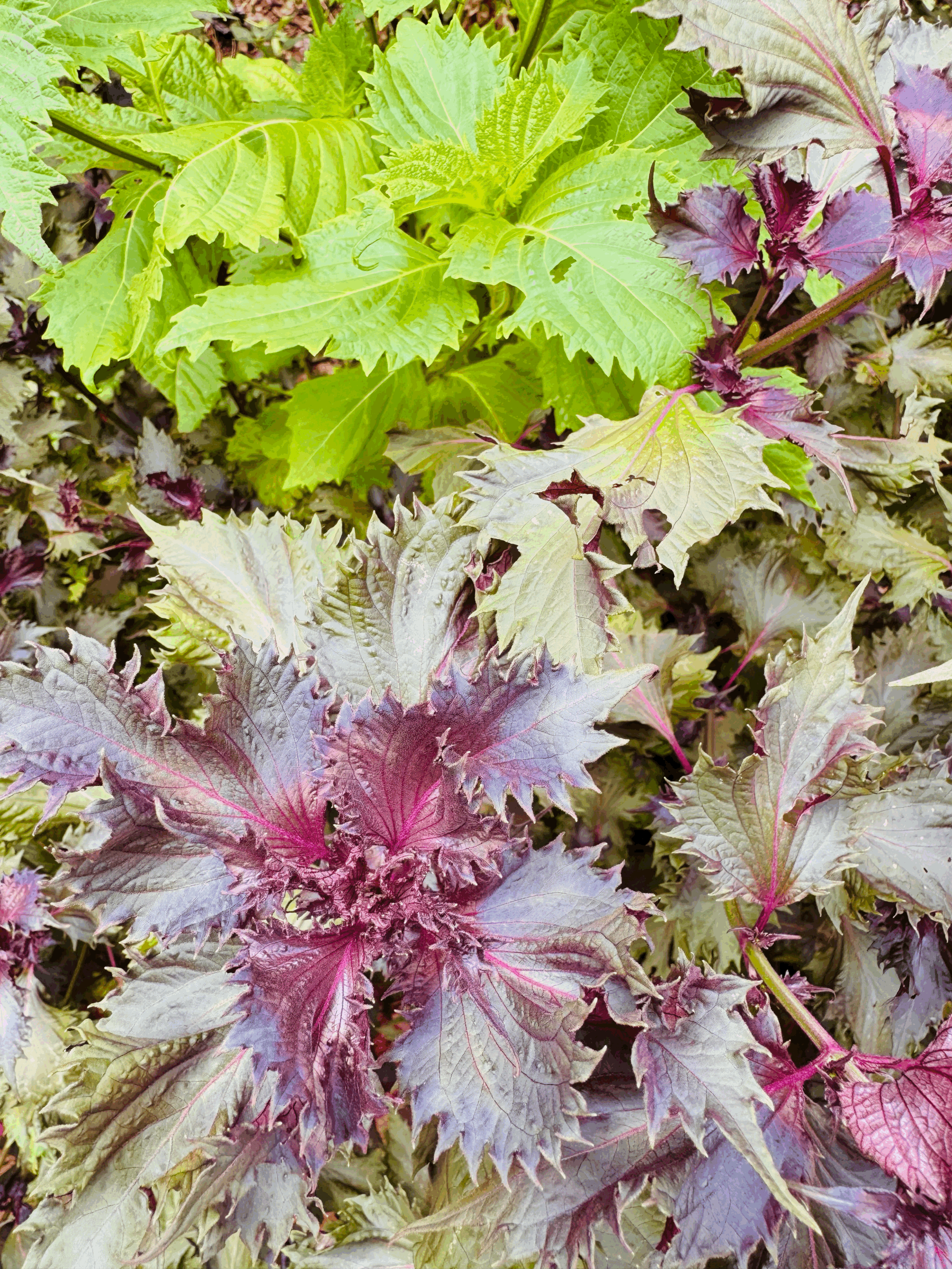 SHISO