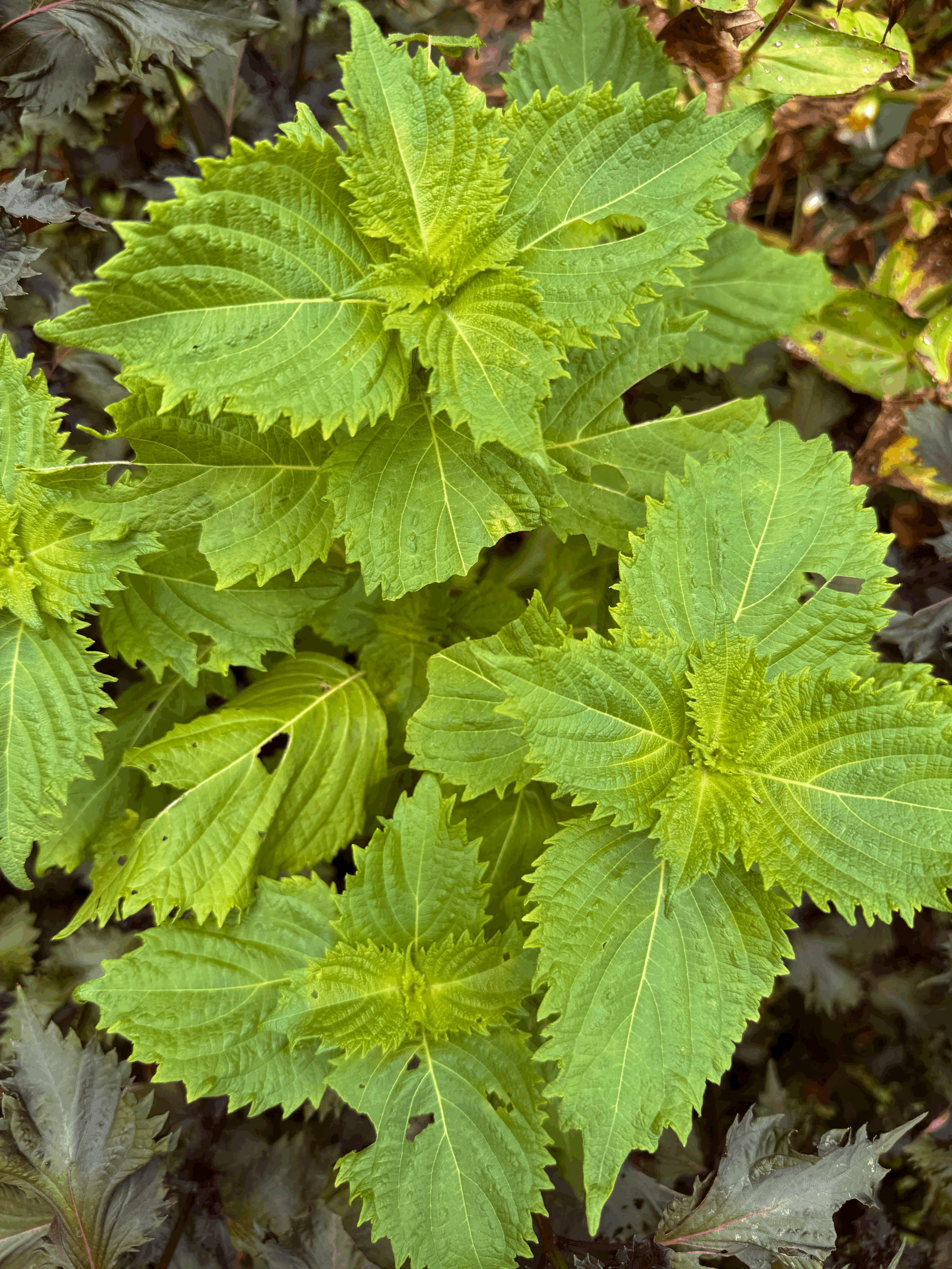 tempImagen61x5H.gif