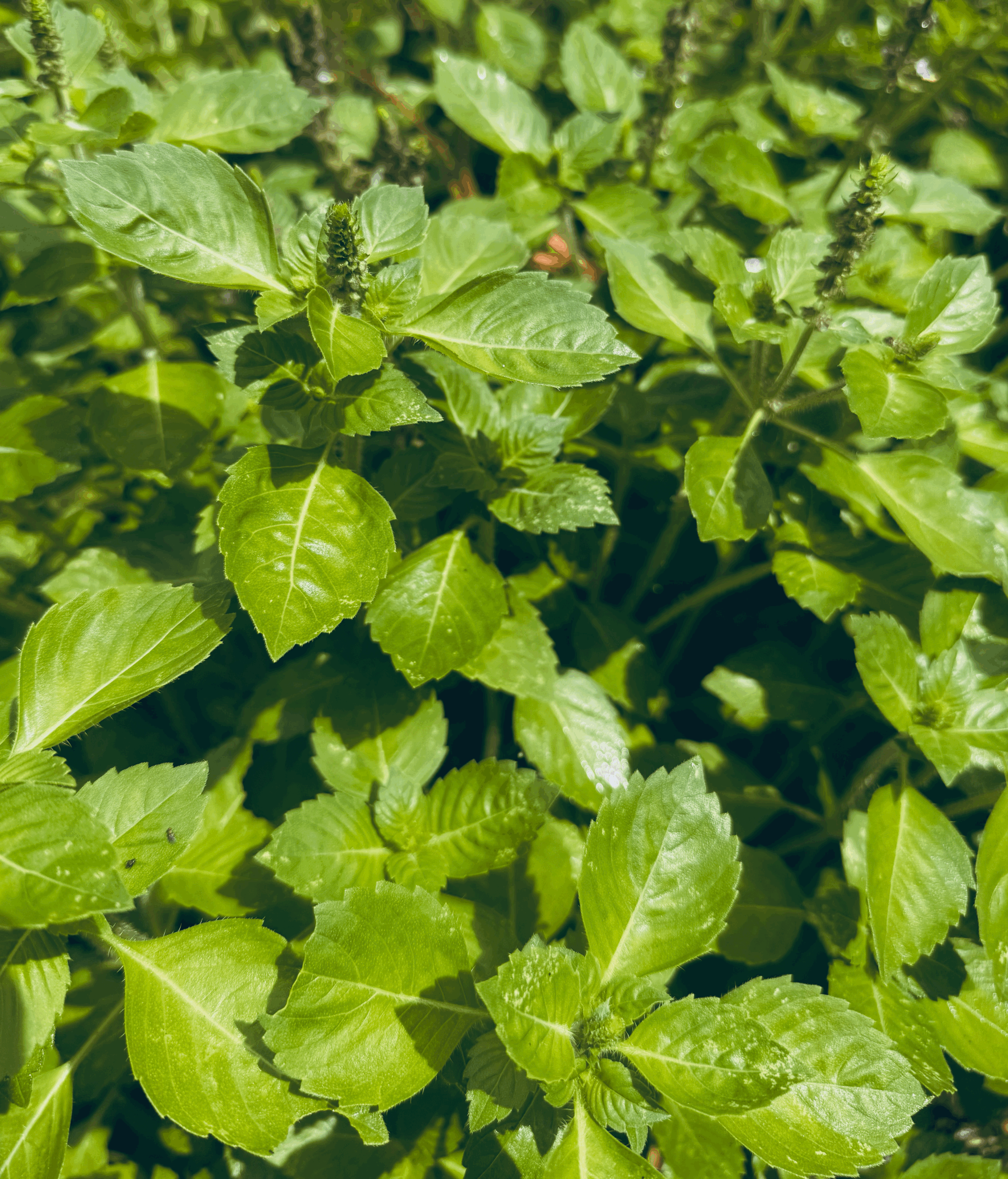 HOLY BASIL | TULSI