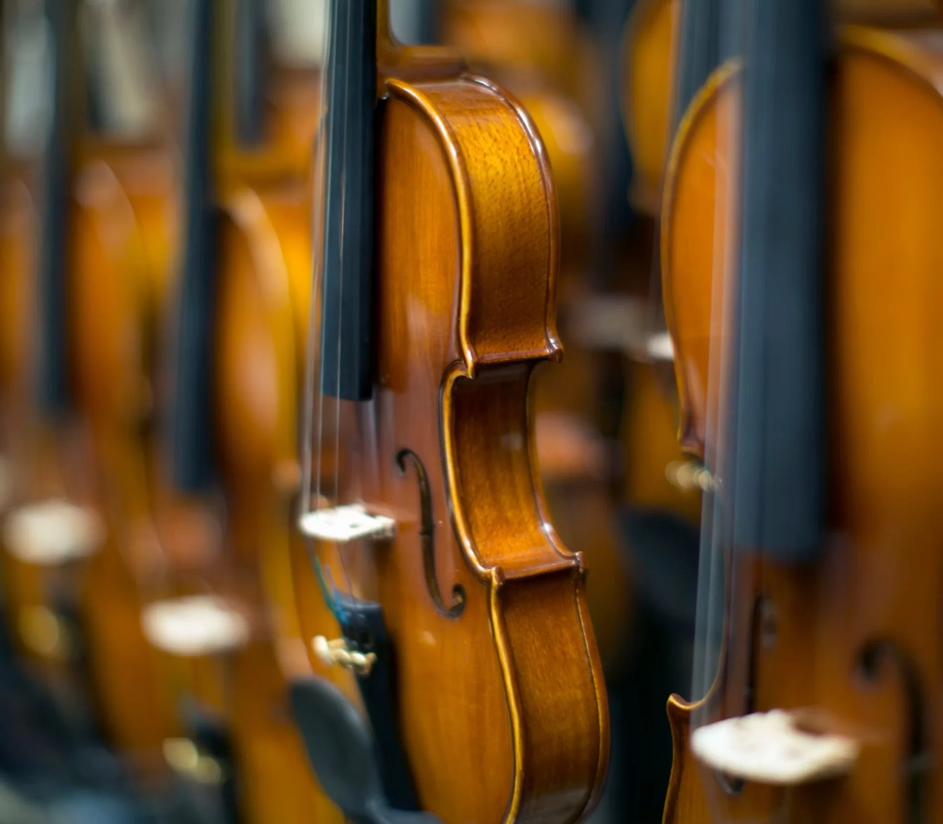 Close-up of a row of acoustic violins hanging on the wall, focusing on the side view of the wooden bodies with a warm finish.