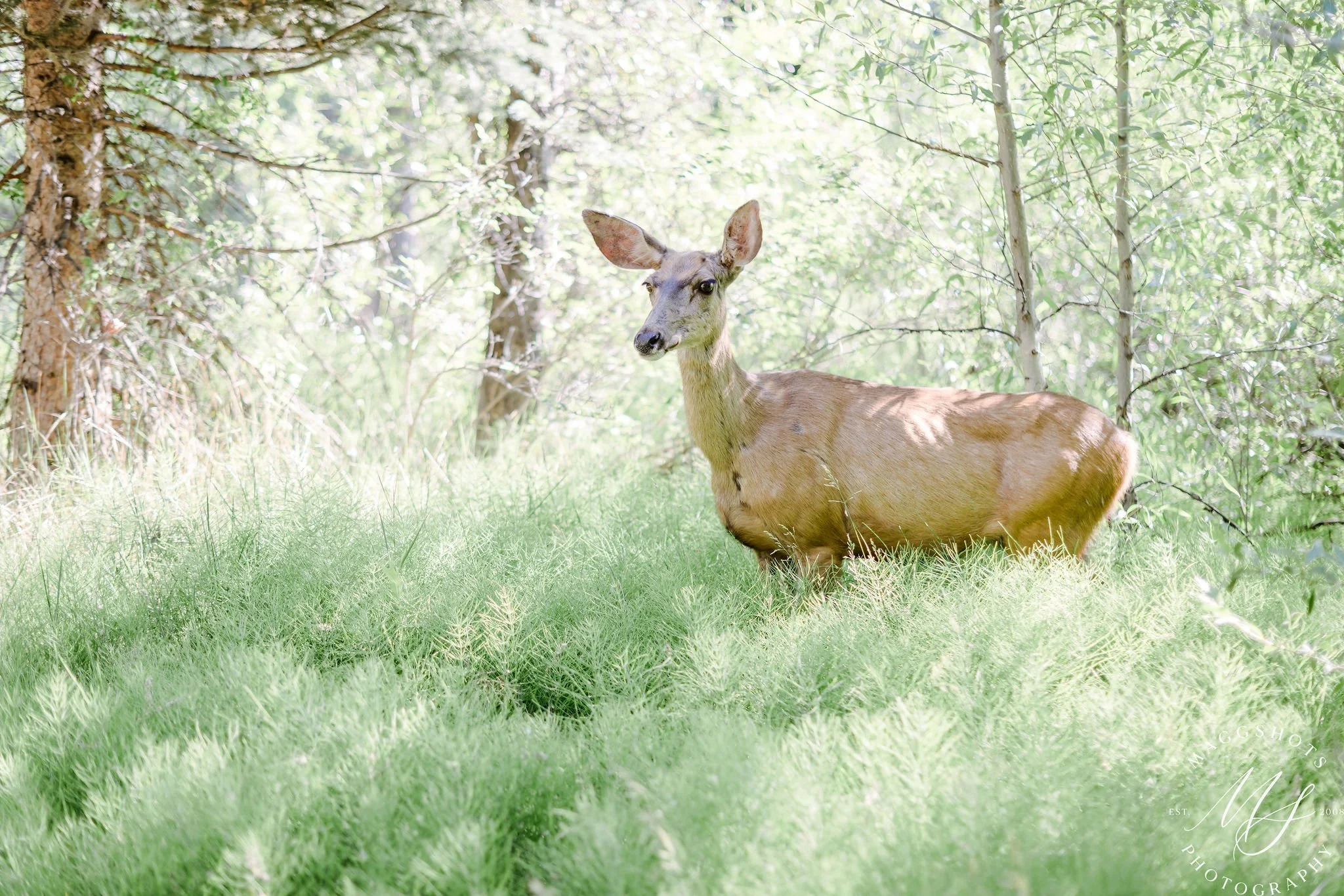 Animal Intuitive Channeling Session