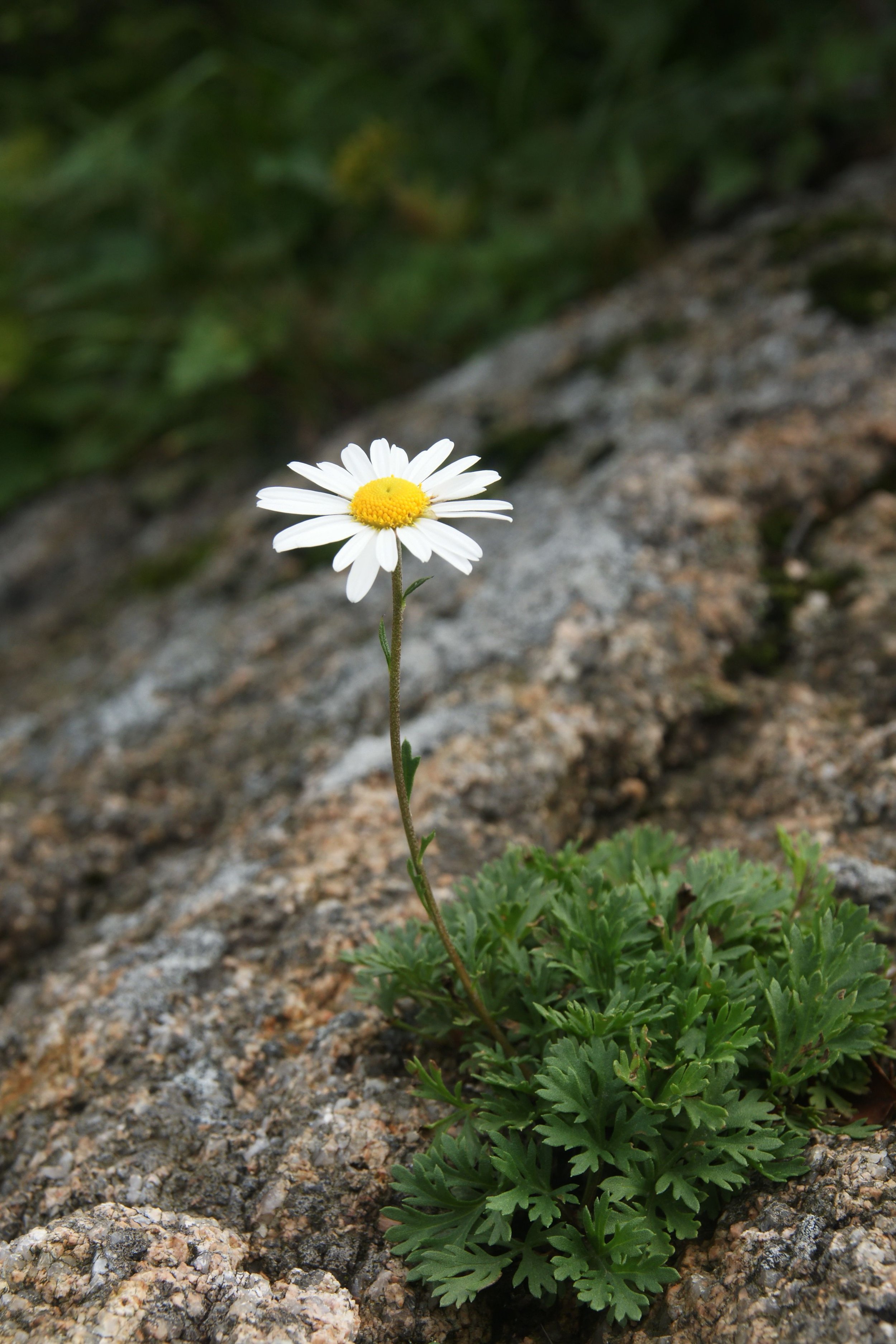 A single daisy flower with white petals and a yellow center growing from rocky ground with green foliage in the background.