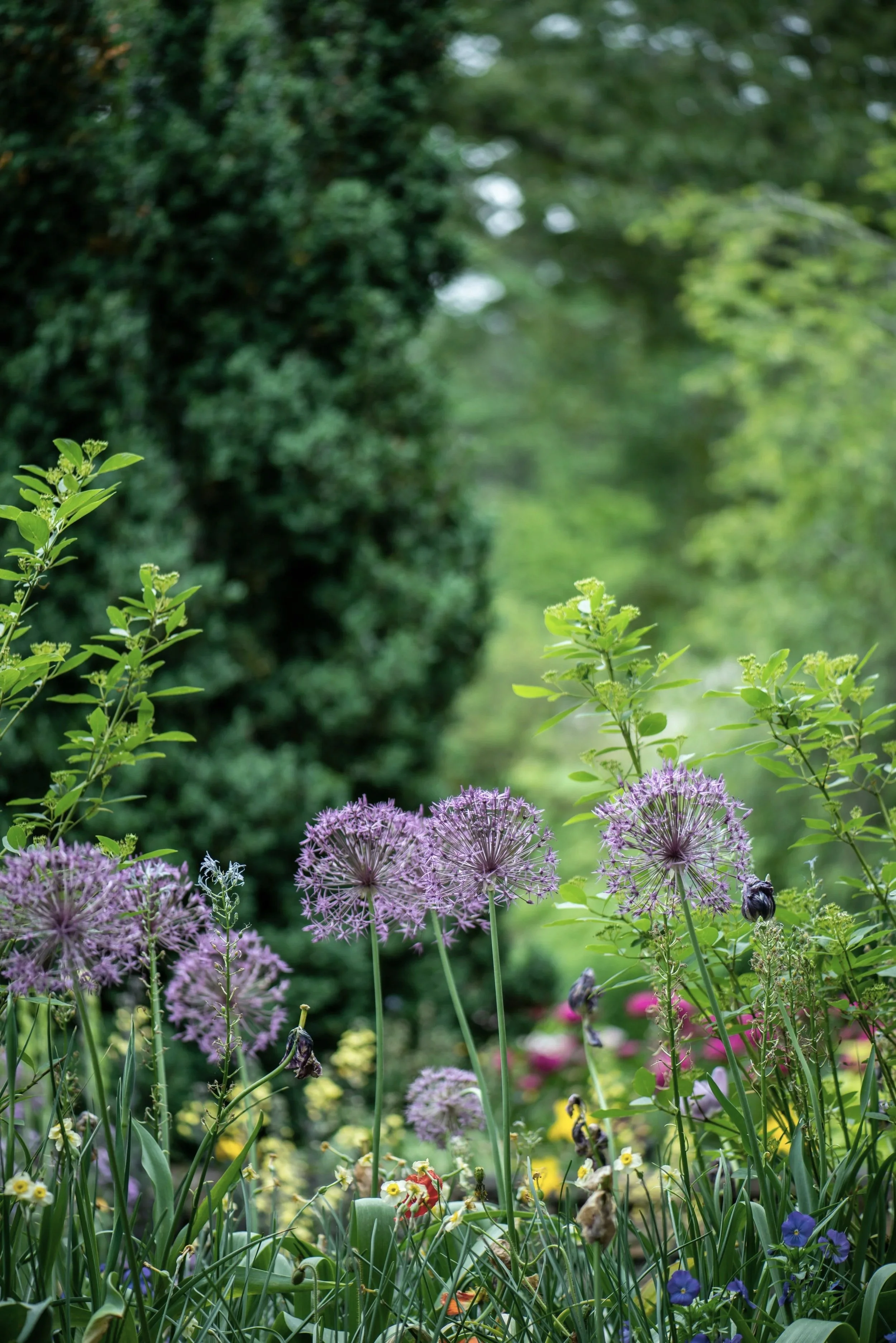 A lush garden scene with purple allium flowers in the foreground and various green plants and trees in the background.
