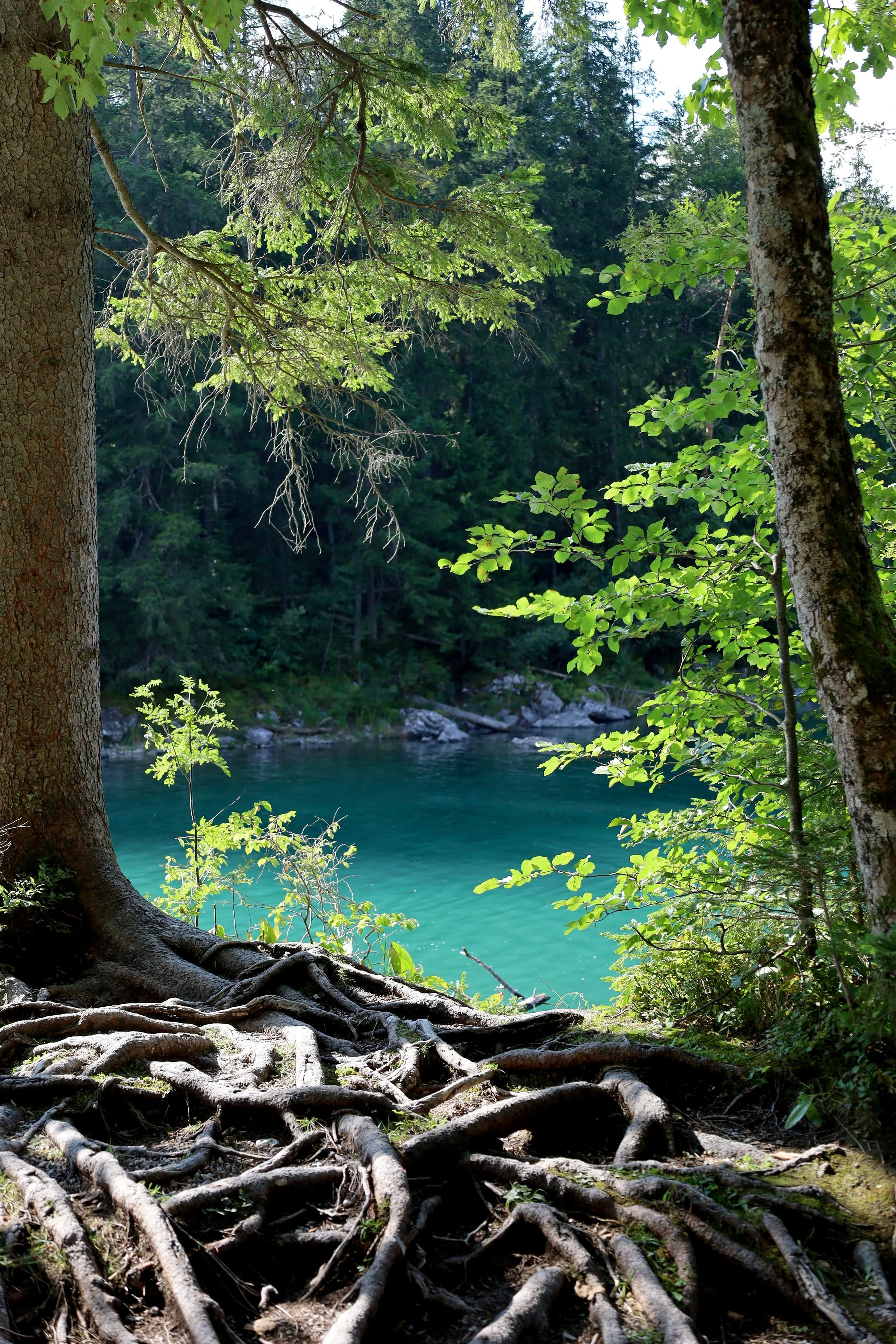Tree roots on the forest floor near a river, with trees and green foliage in the background.