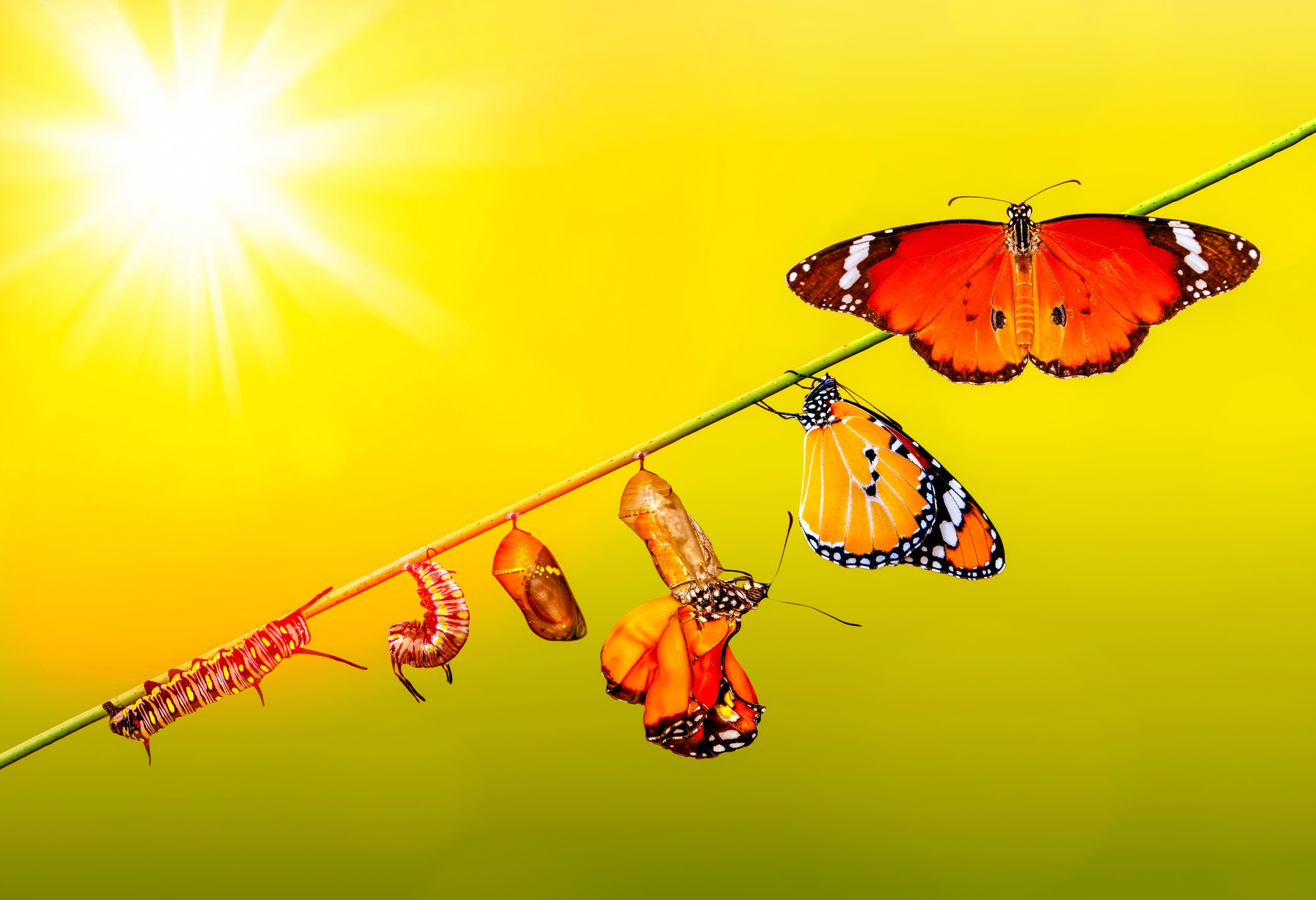 A series of butterflies and caterpillars on a diagonal green branch against a bright yellow background with the sun in the upper left corner.