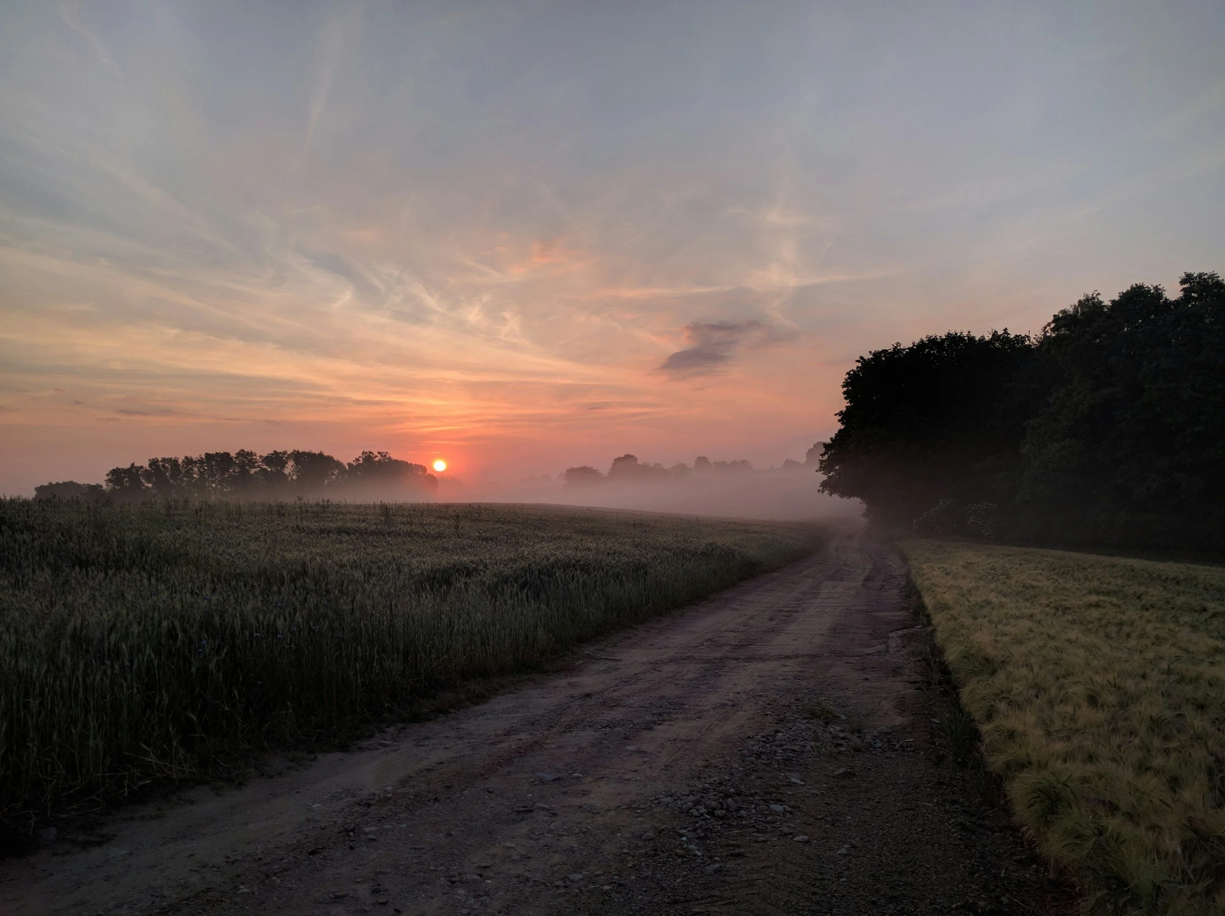 A dirt path runs through a field of tall grass with trees in the background. The sun is setting, casting an orange glow across the sky with some clouds visible.