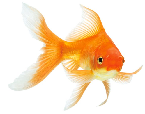 Carassius auratus