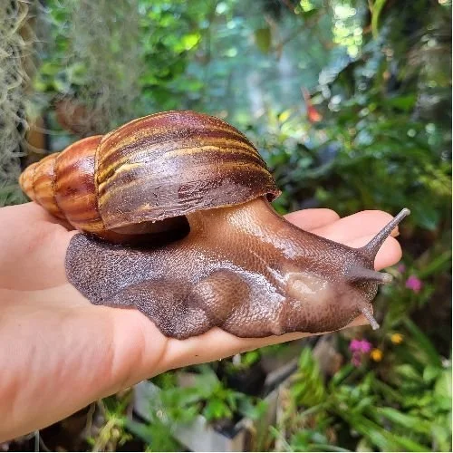 Lissachatina Fulica
