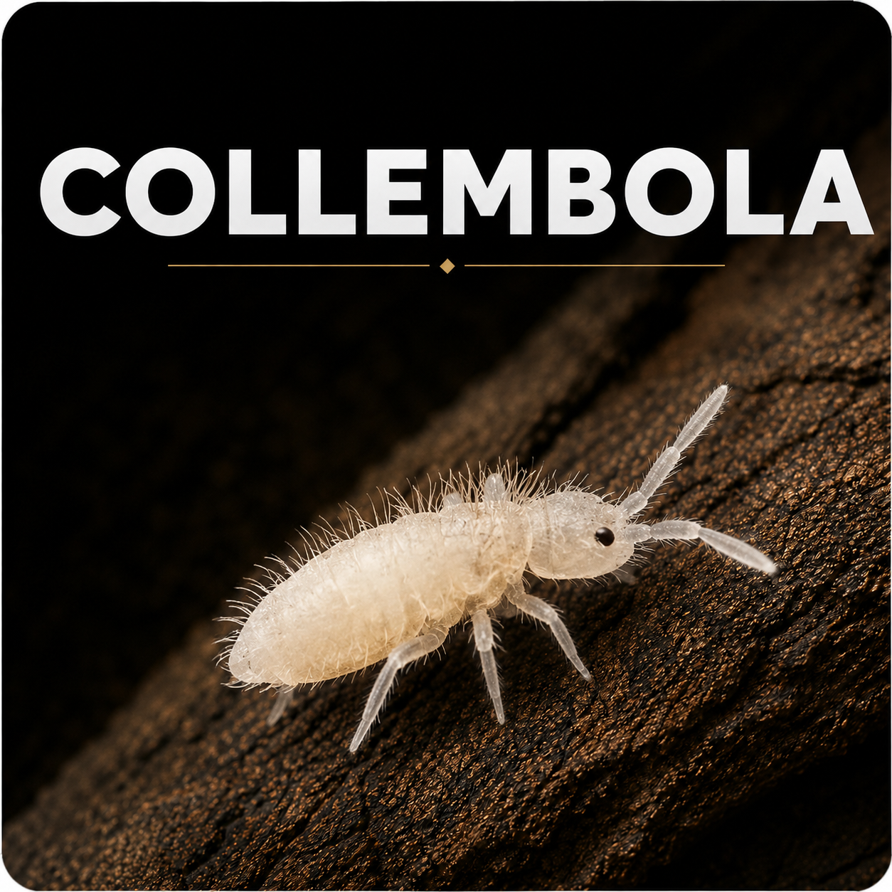 Collembola