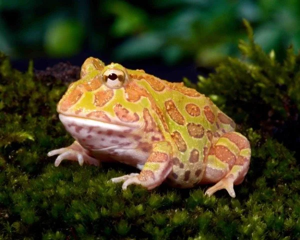 Ceratophrys Cranwelli