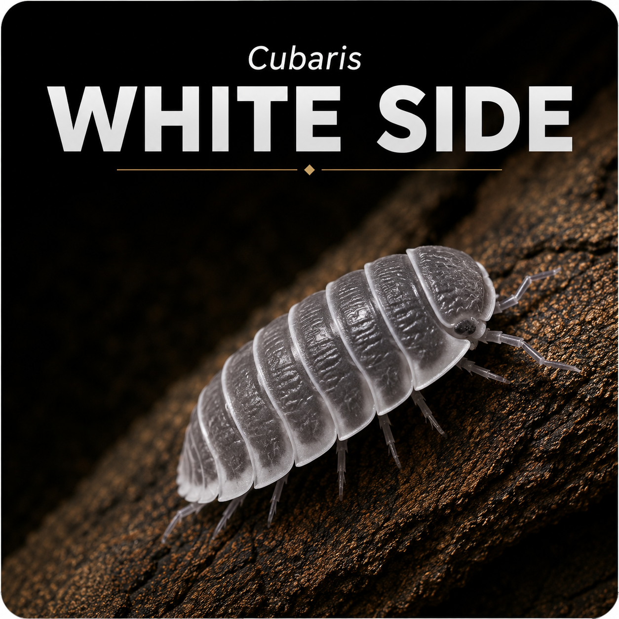 Cubaris "White Side"