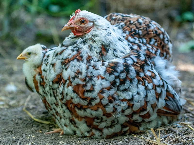 Bantam de Pékin