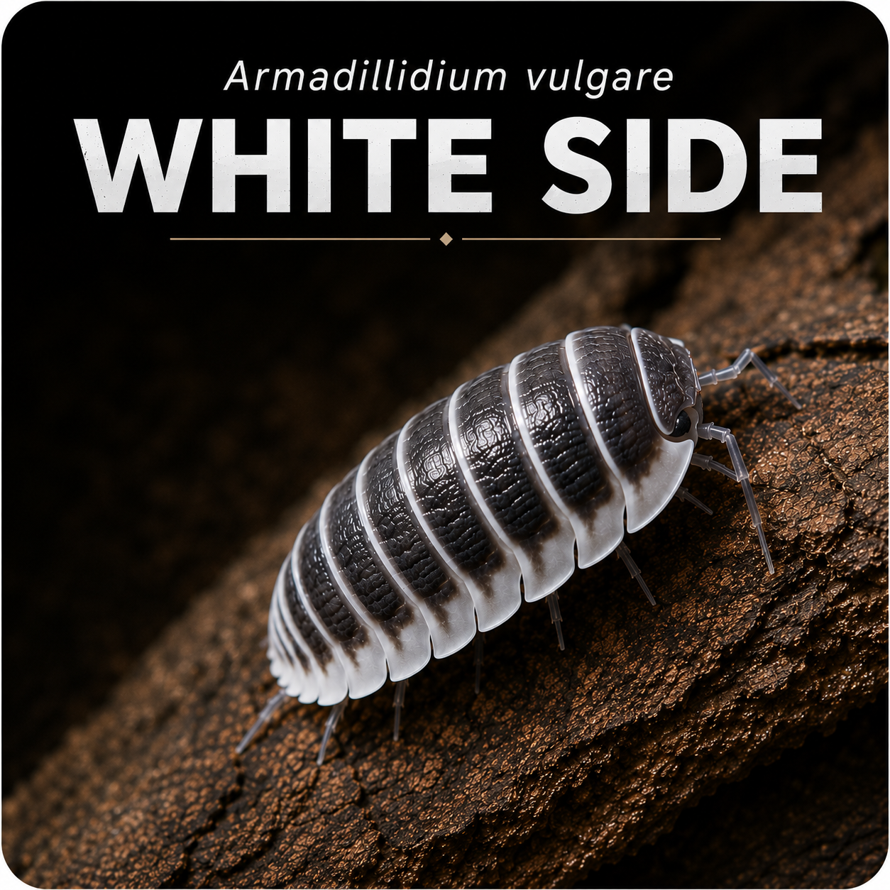 Cubaris sp "White Side"