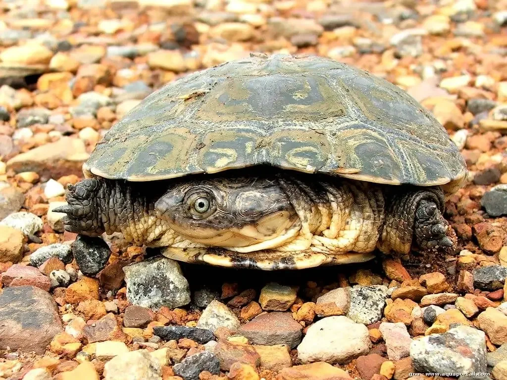 pelomedusa subrufa