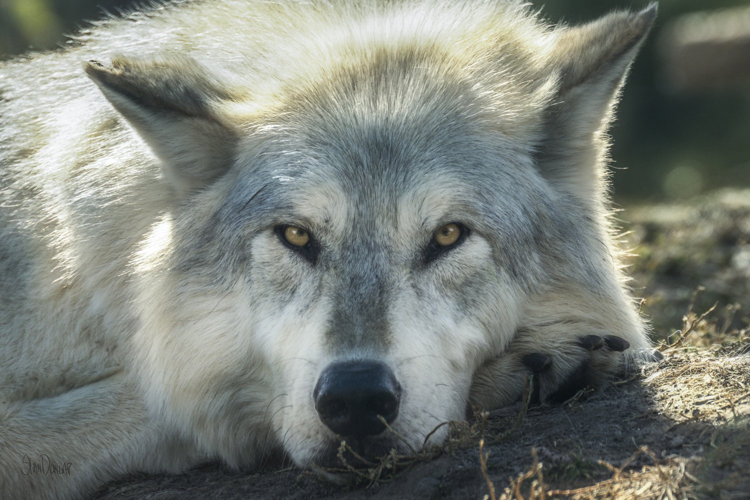 A close-up of a white wolf’s eyes staring into the camera.