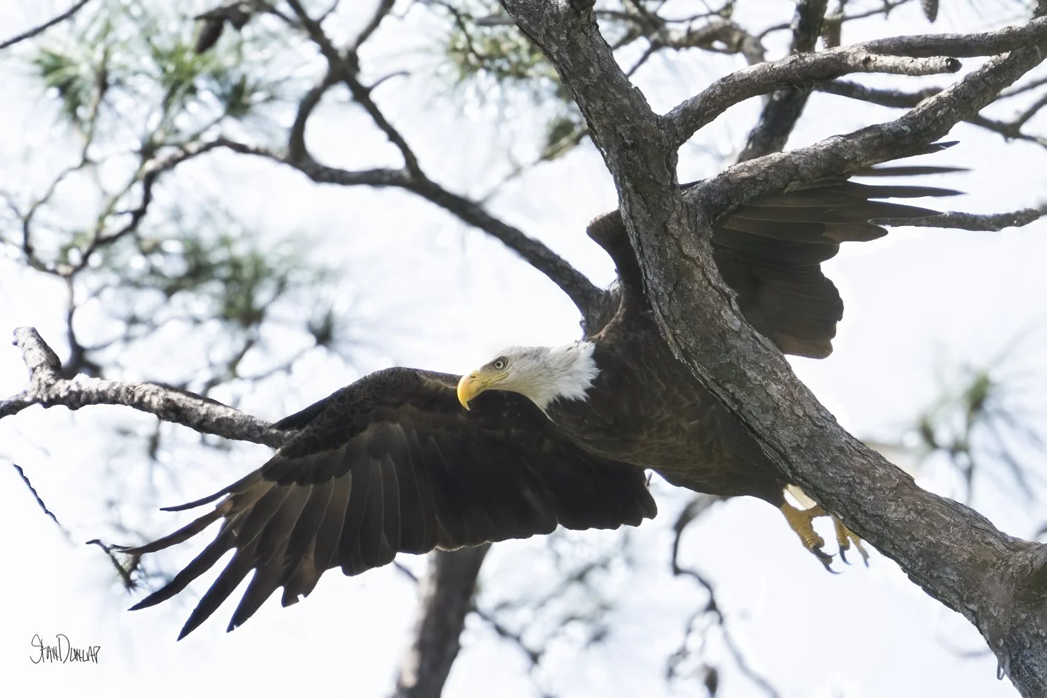 A bald eagle maneuvers through pine tree branches in flight.