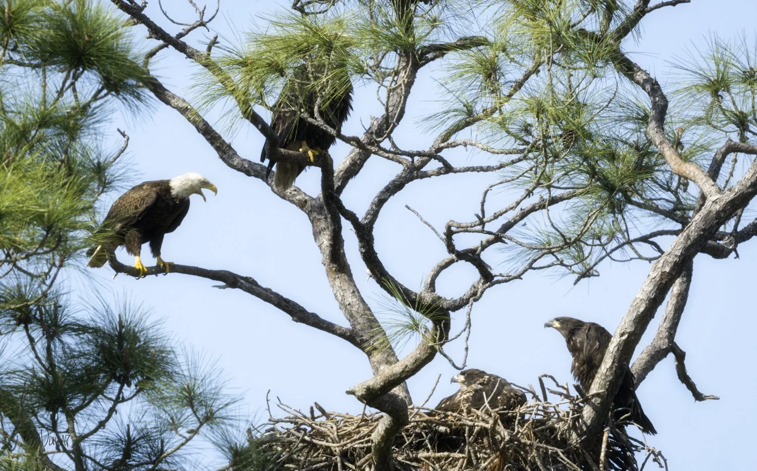An adult bald eagle calls to two young eagles at a nest in a pine tree.