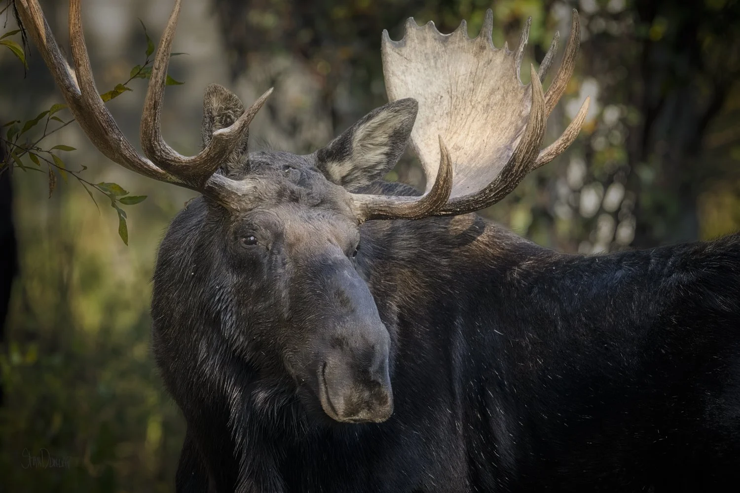 A close-up portrait of a bull moose with massive antlers in soft forest light.