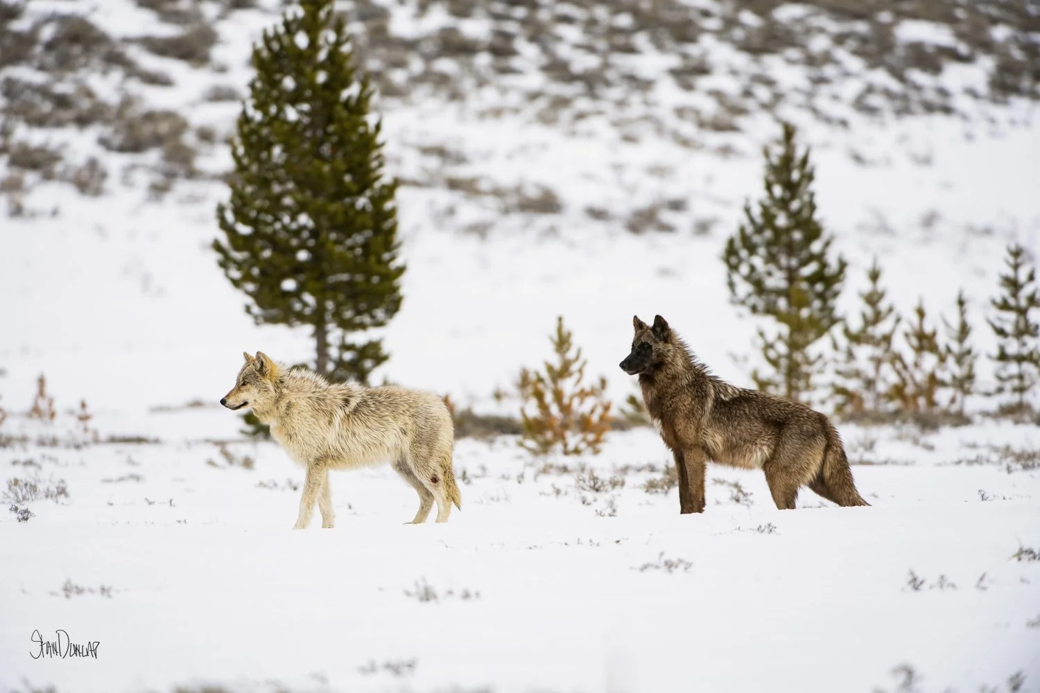 A pair of wolves stand alert in a snow-covered field.