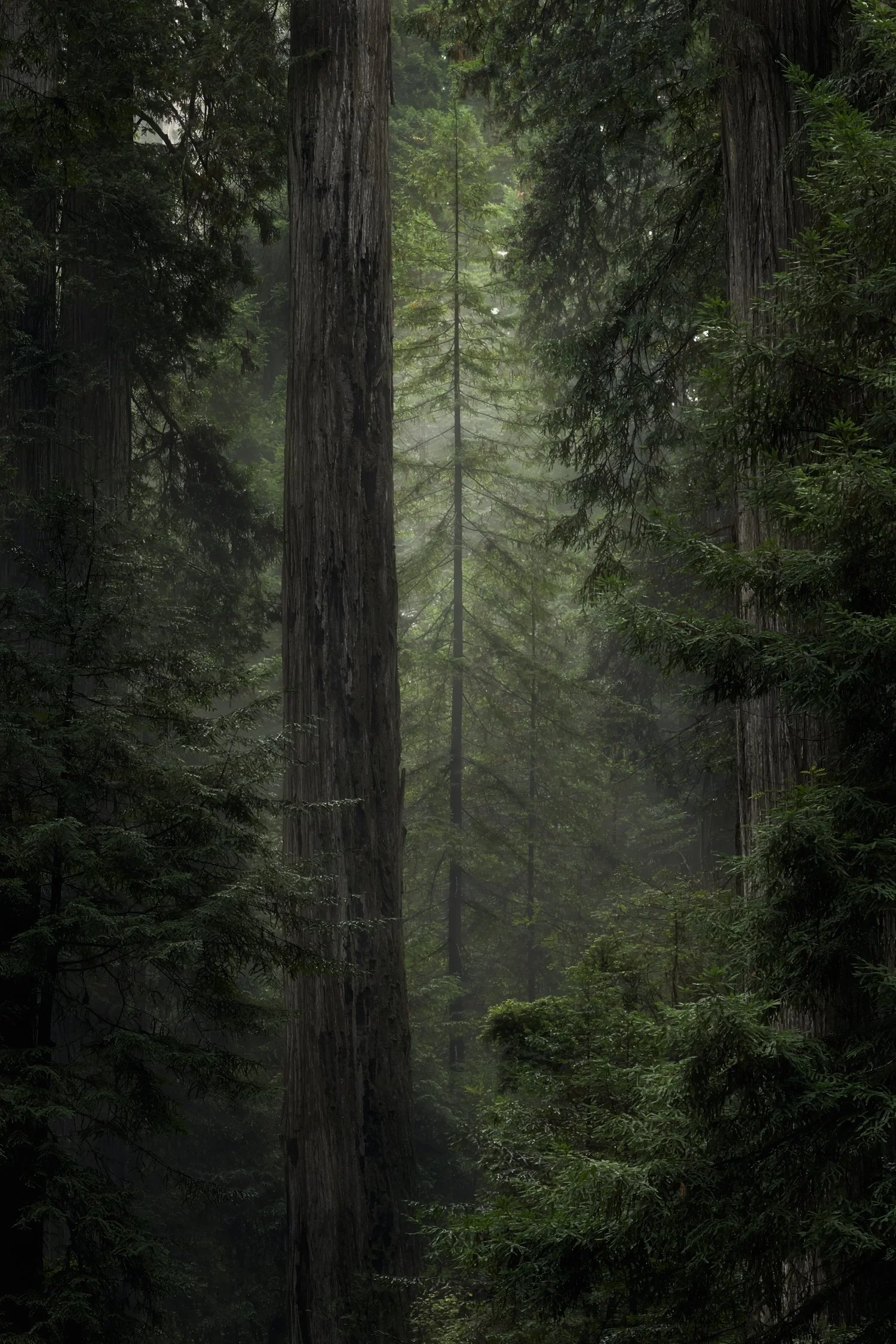 A young Sequoia tree in mourning mist  surrounded by giant mature Sequoia trees