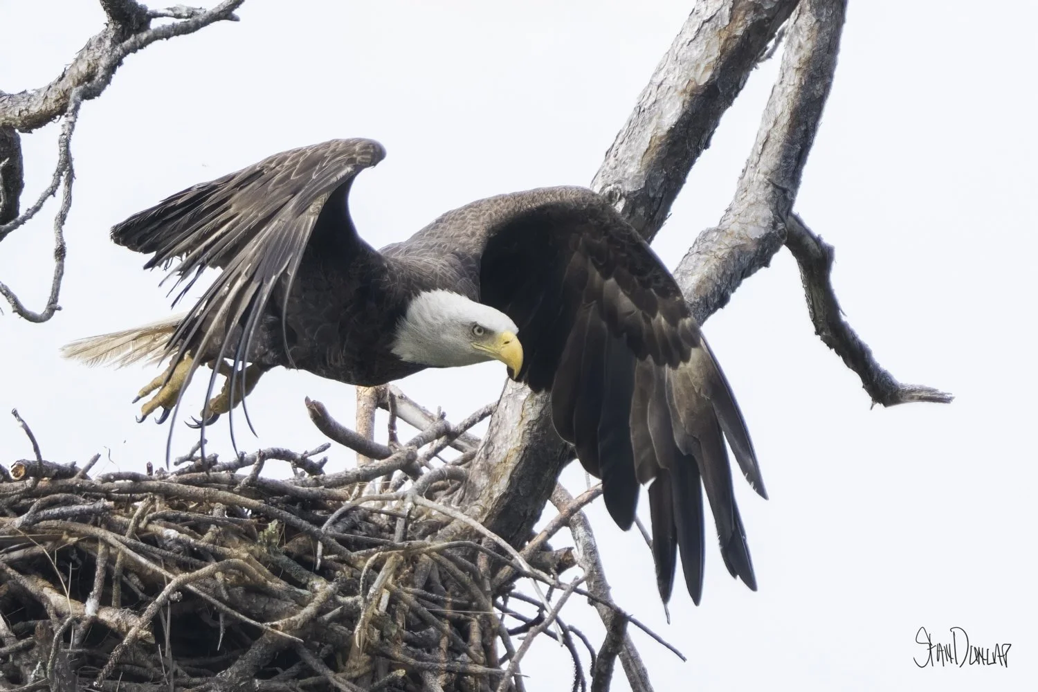 A bald eagle launches from its nest with wings spread wide.