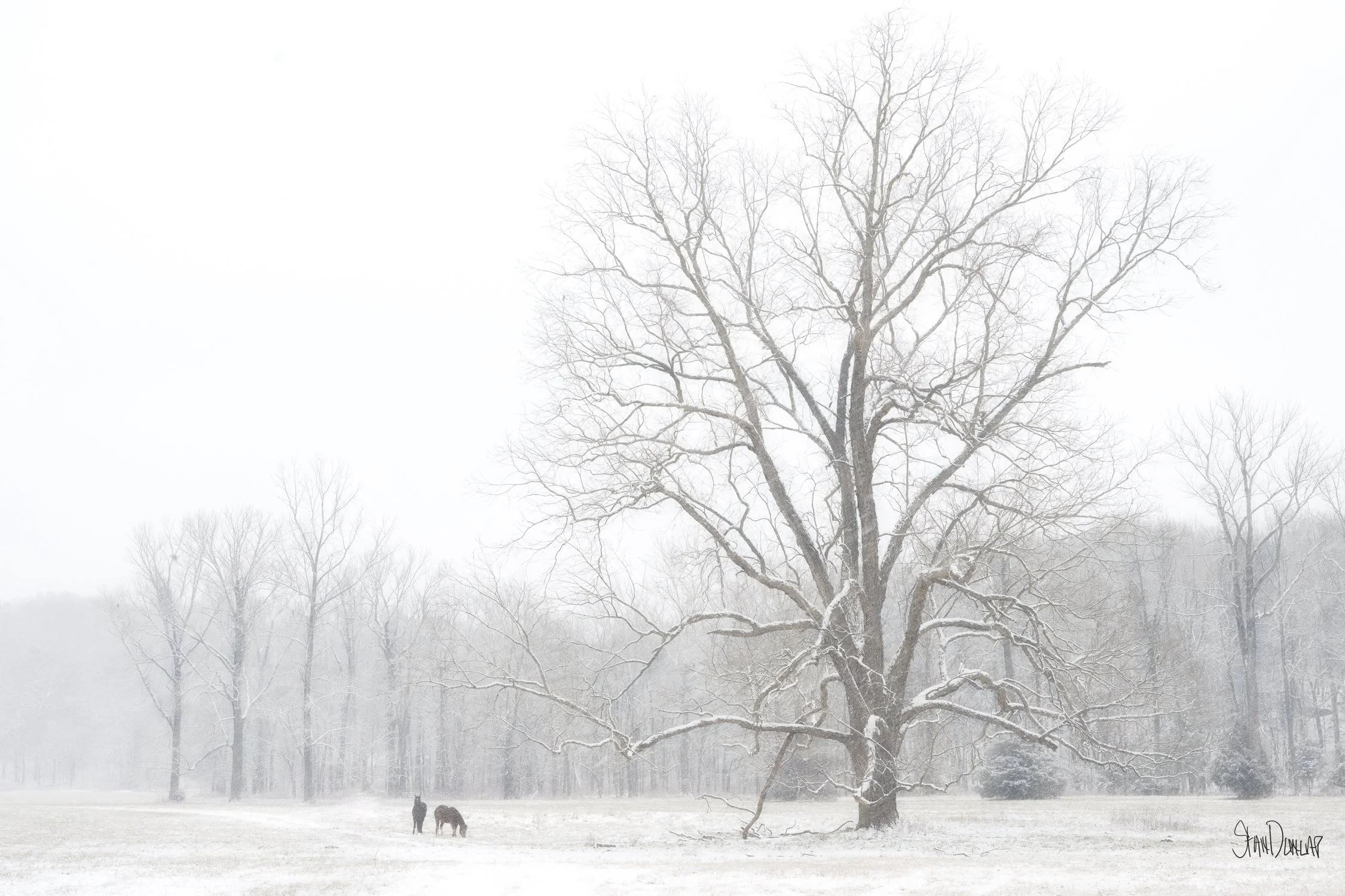 Two horse standing in a snowy field under a large tree