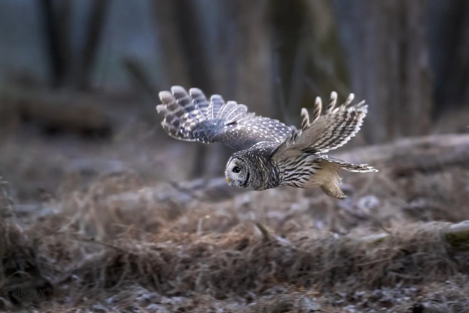 A barred owl flies through the forest with wings fully spread.