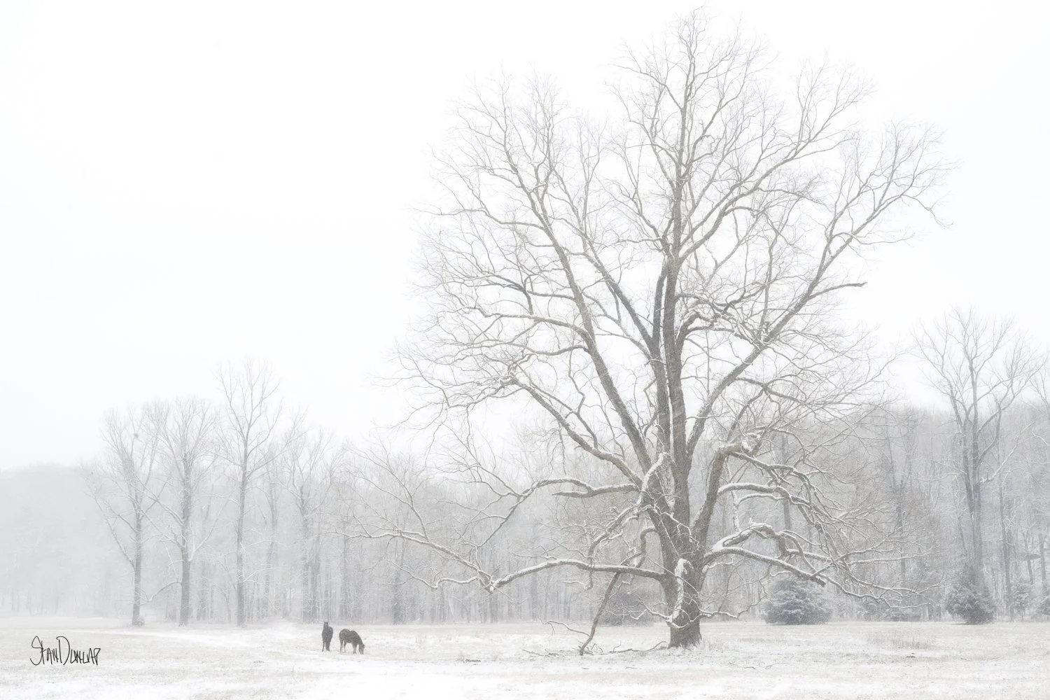 two horses and a lone large tree in a snow covered field