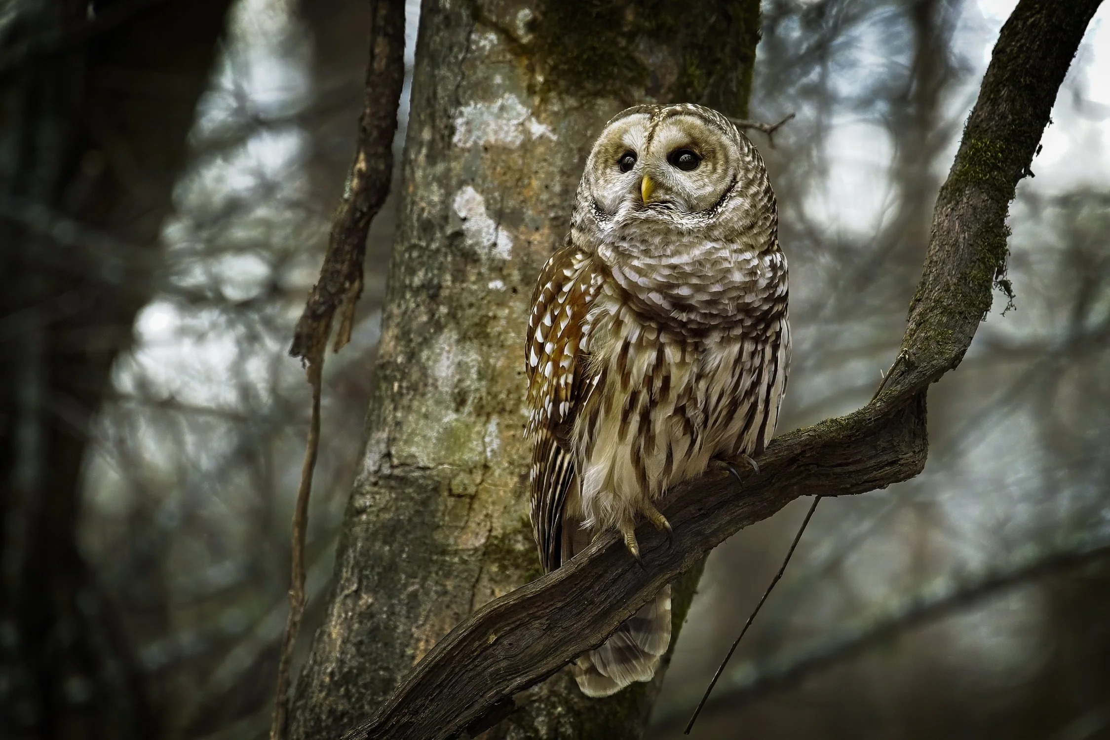 A barred owl striking a pose on a tree limb