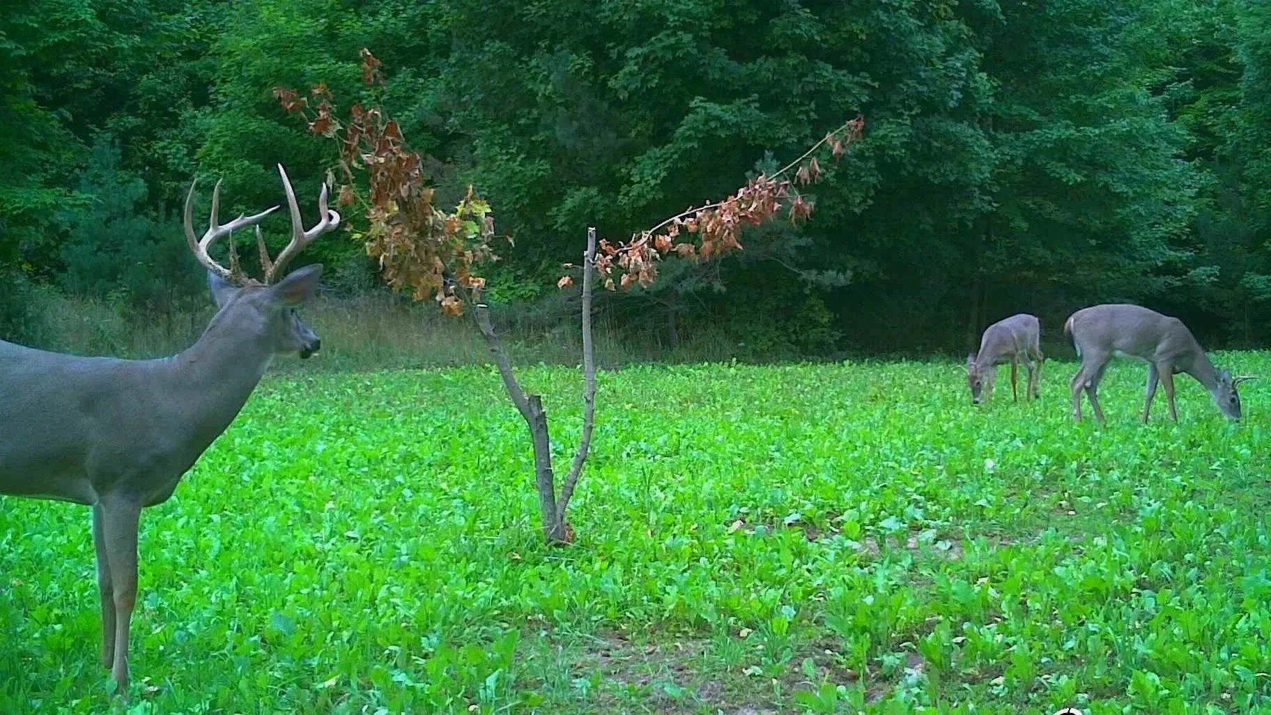 Wildlife food plots