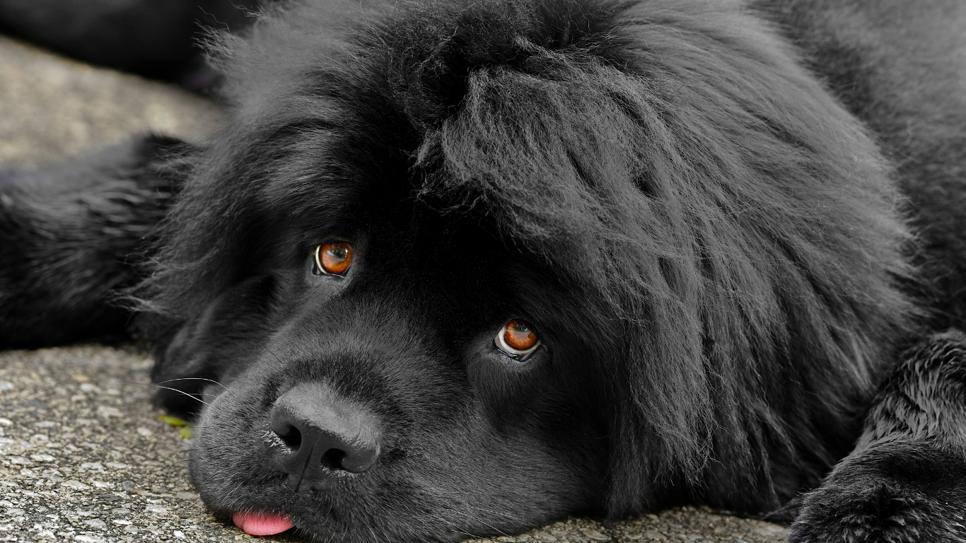 Double-Coated Dogs: From Fluffy Puppy to Fur Explosion