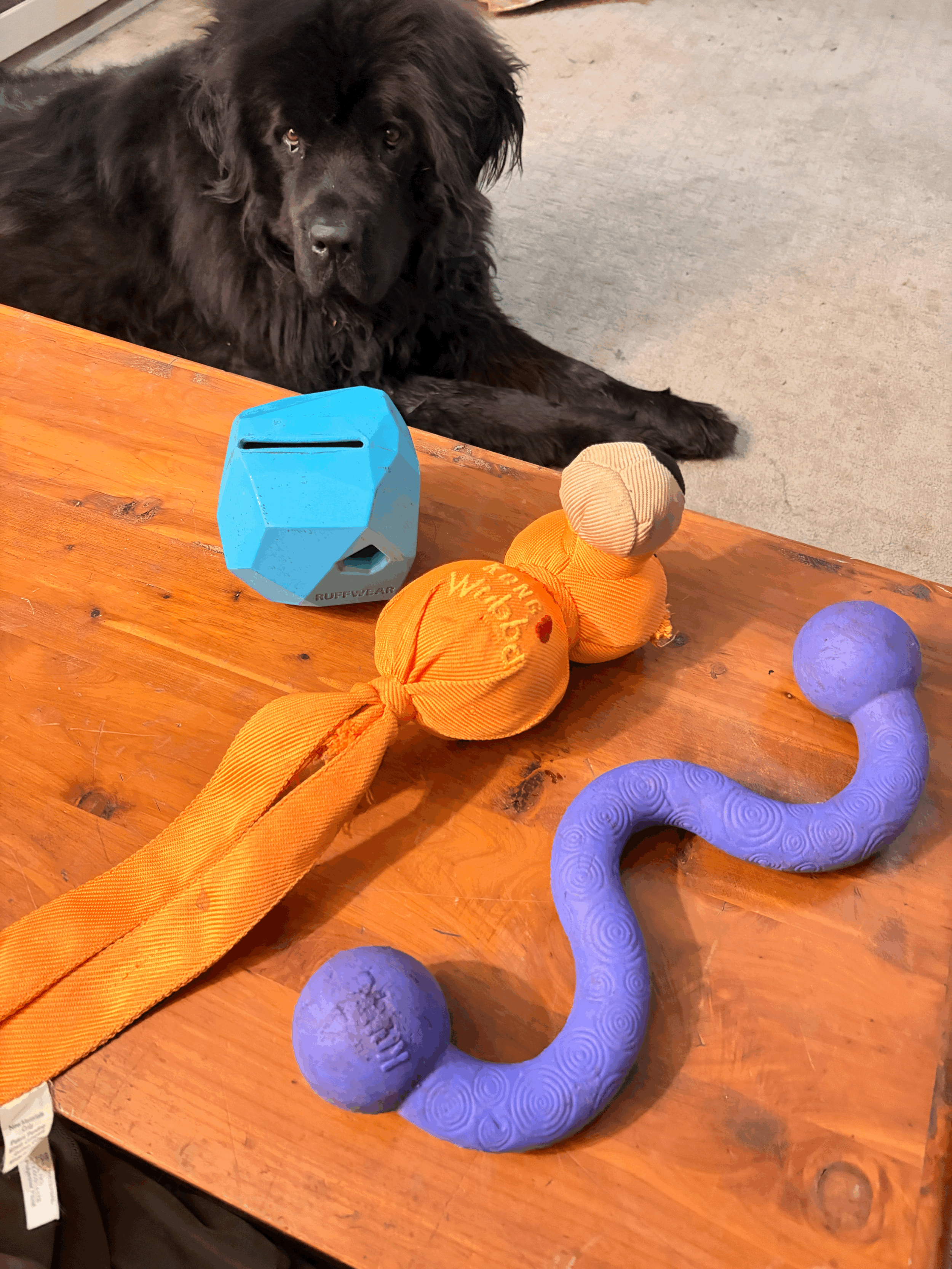 Chew Toy Guide for Tough Chewers: Keeping Your Dog Happy (and Your Wallet Intact)