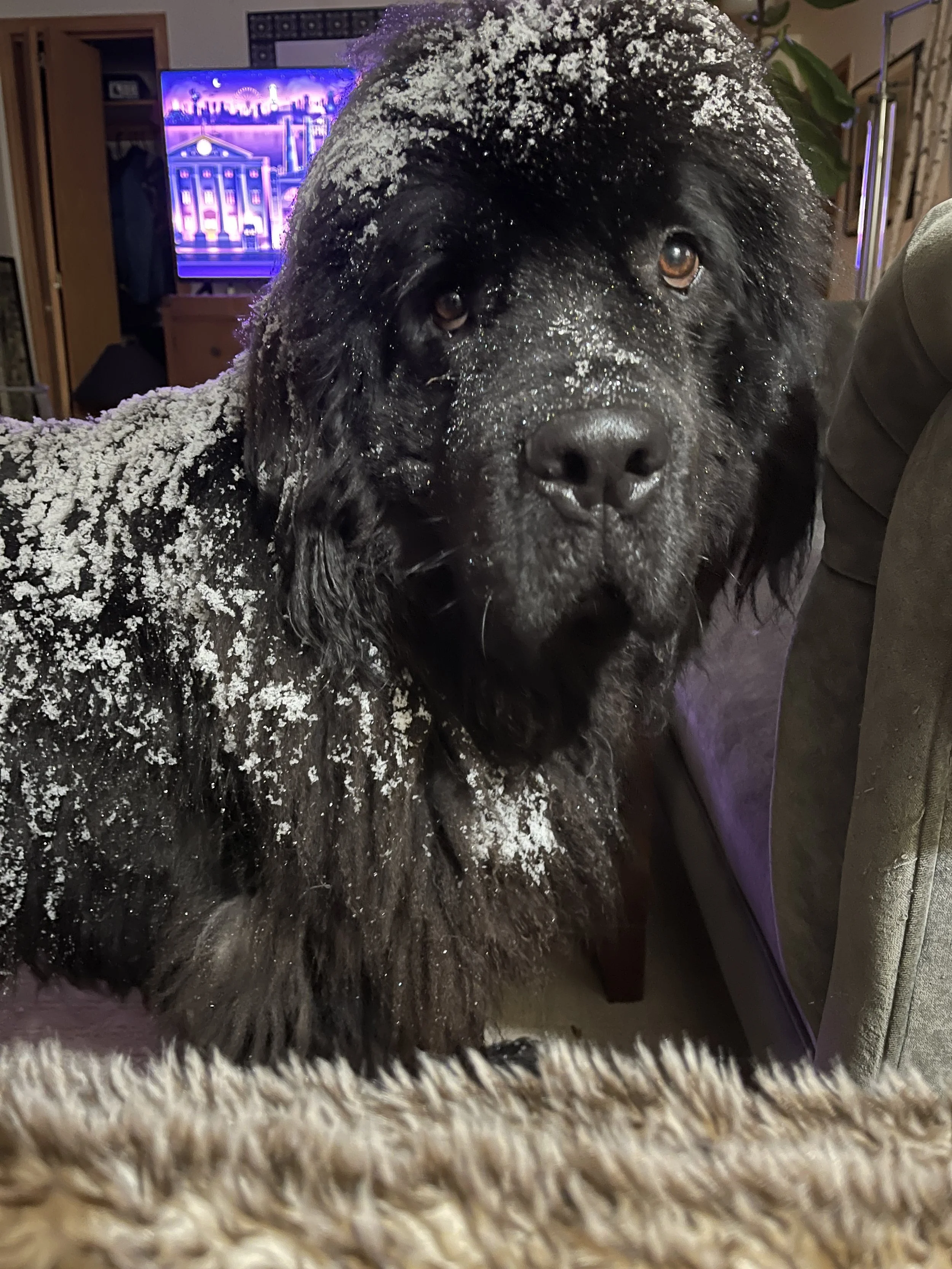 Black Newfoundland dog covered in snow relaxing indoors in cozy living room in front of TV.