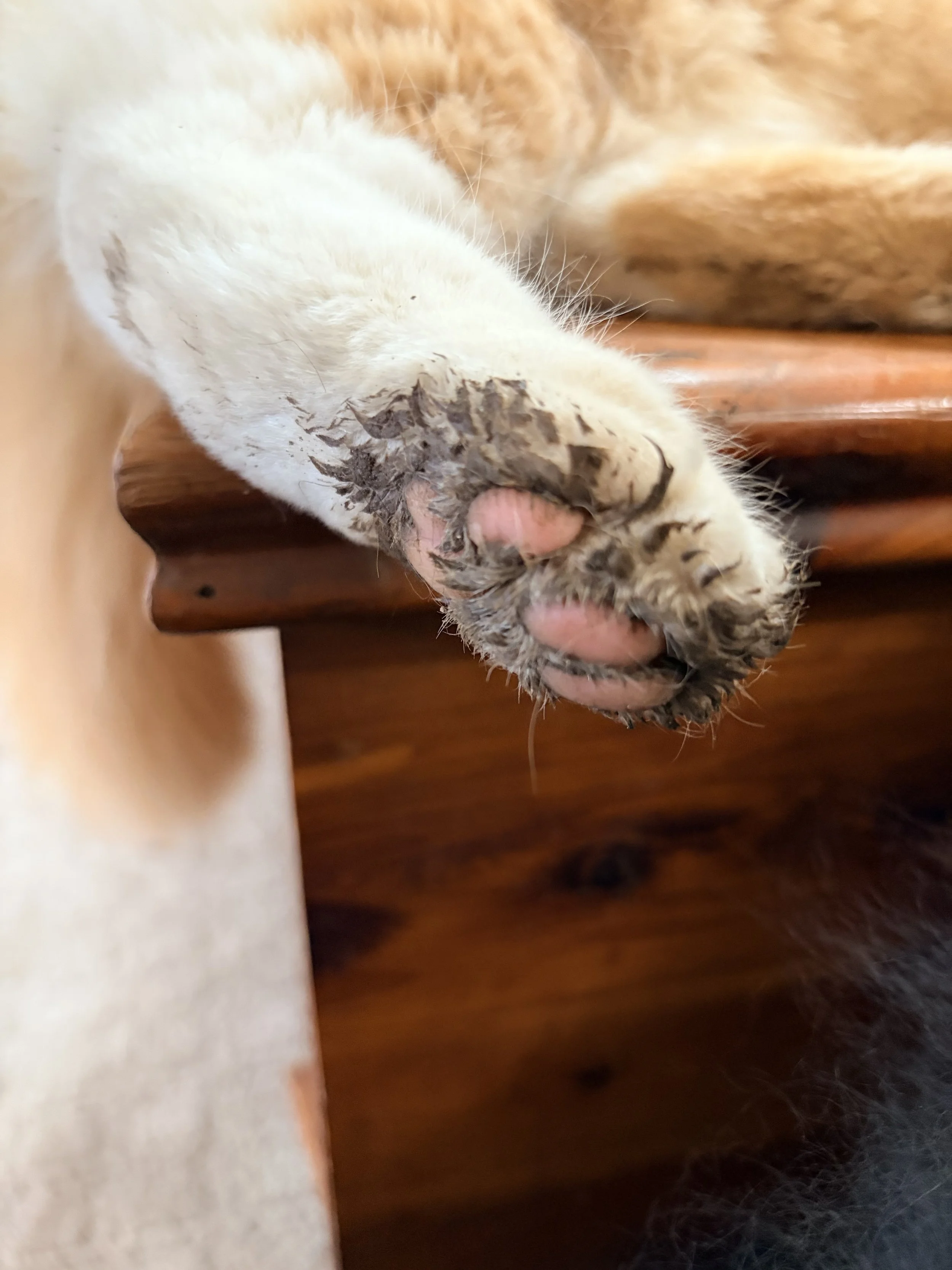 Close-up of a muddy Norwegian Forest Cat paw resting on a wooden side table after outdoor exploration.