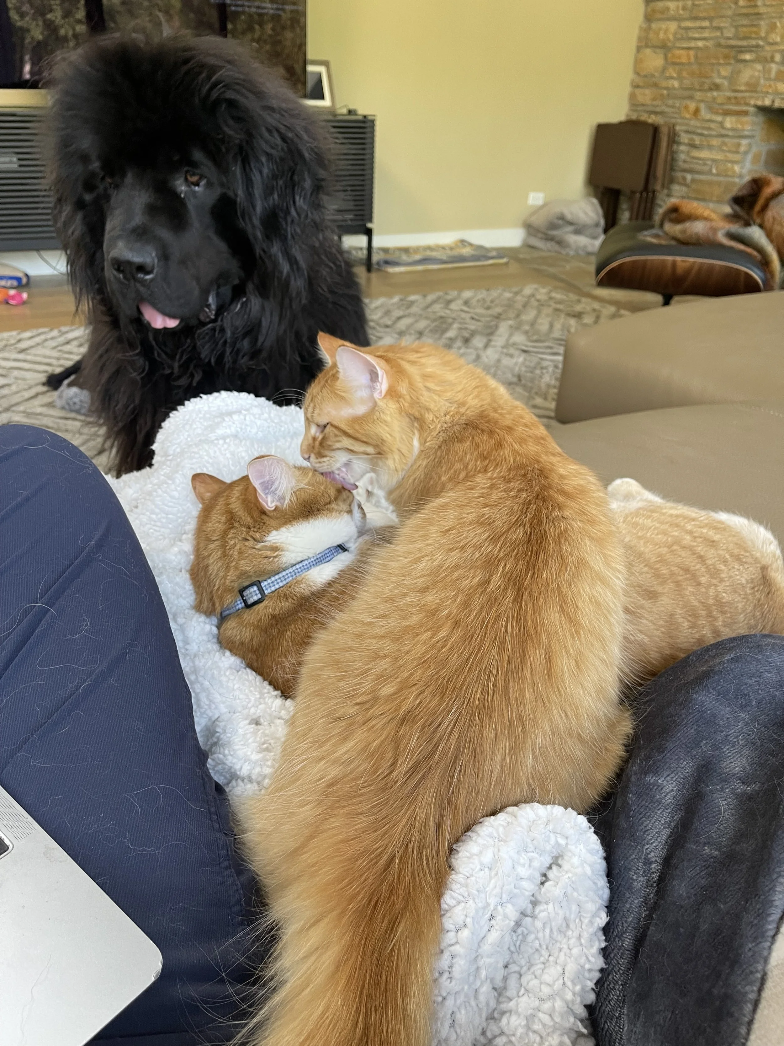 Two orange cats playing and nuzzling together on a blanket with a Newfoundland dog watching in a living room with a fireplace.
