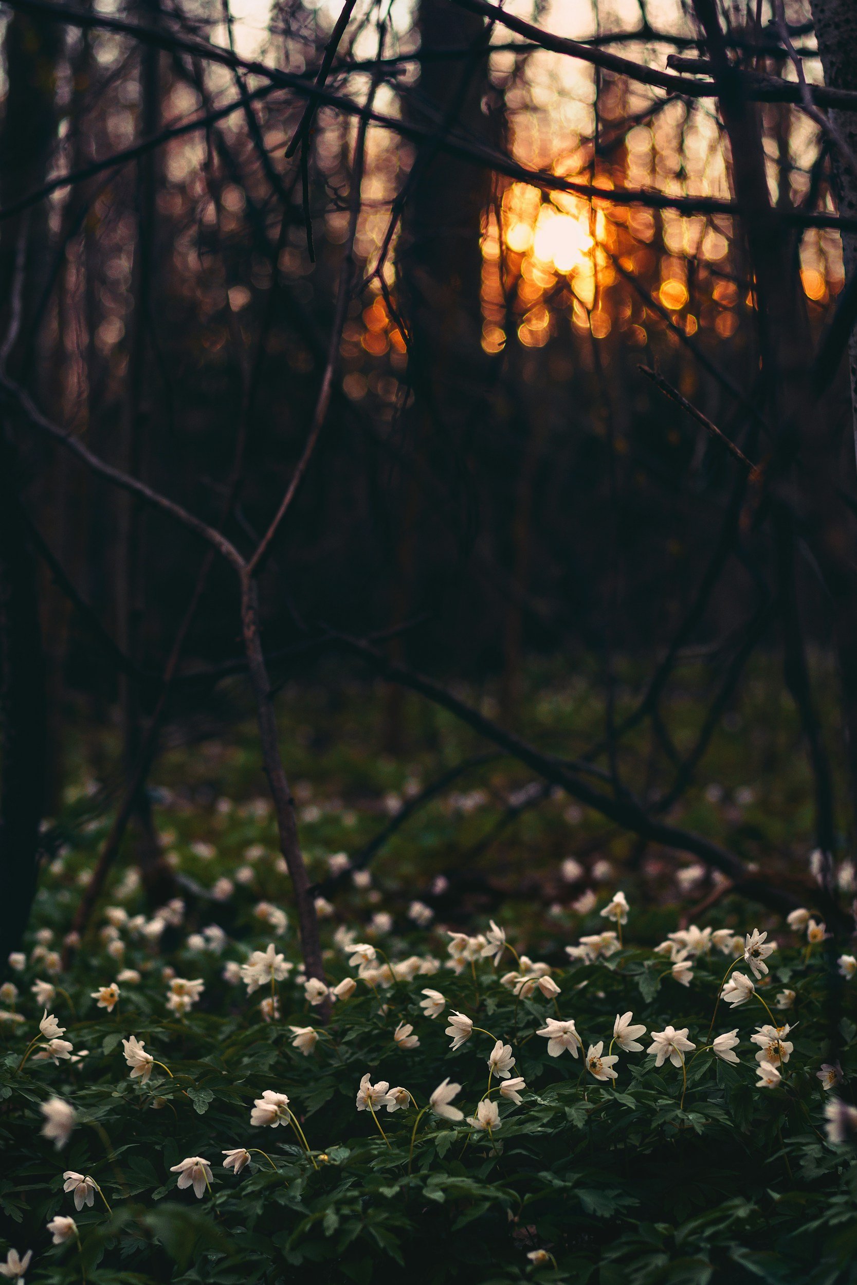 Sunset visible through a dense forest with tree branches and a ground covered with white flowers.