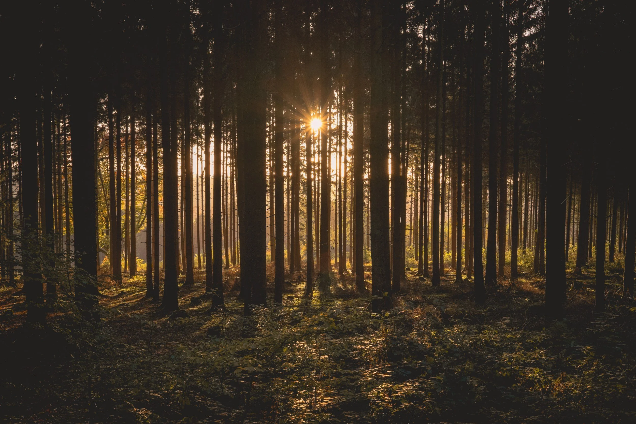 Sun shining through a dense forest of tall trees during sunset.